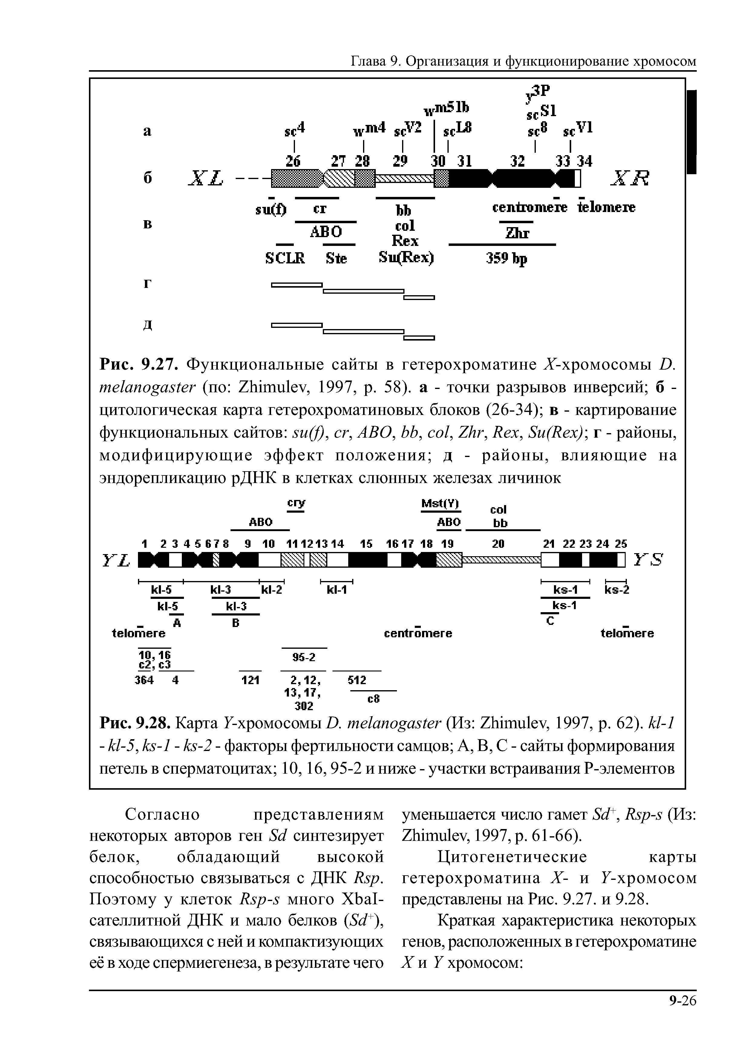 Рис. 9.28. Карта У-хромосомы В. текии аМег (Из 2Ыши1еу, 1997, р. 62). к1-1 - к1-5, кх-1 - кх-2 - факторы фертильности самцов А, В, С - сайты формирования петель в сперматоцитах 10,16,95-2 и ниже - участки встраивания Р-элементов...