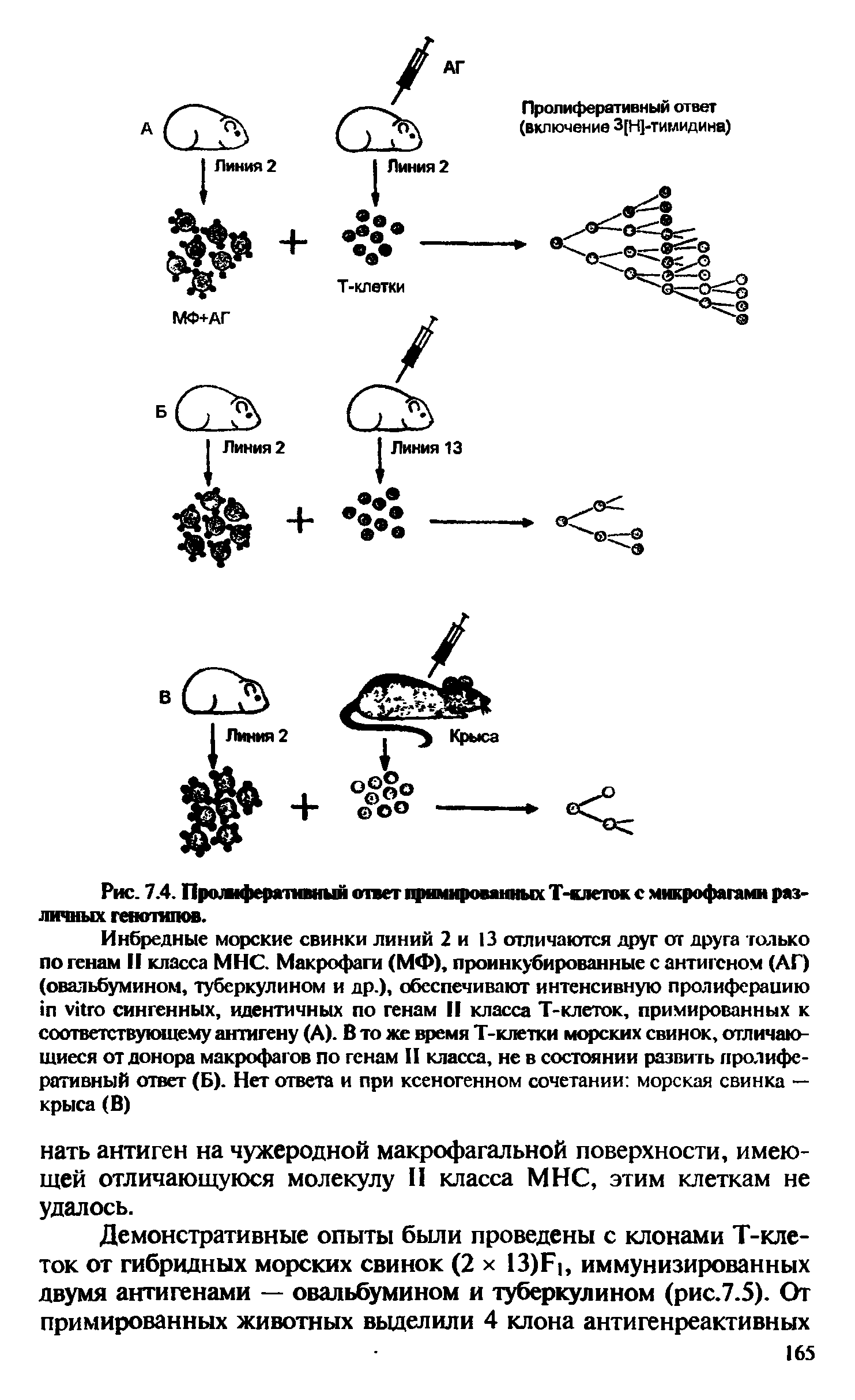 Рис. 7.4. Пролиферативный ответ примированных Т-клеток с микрофагами различных генотипов.