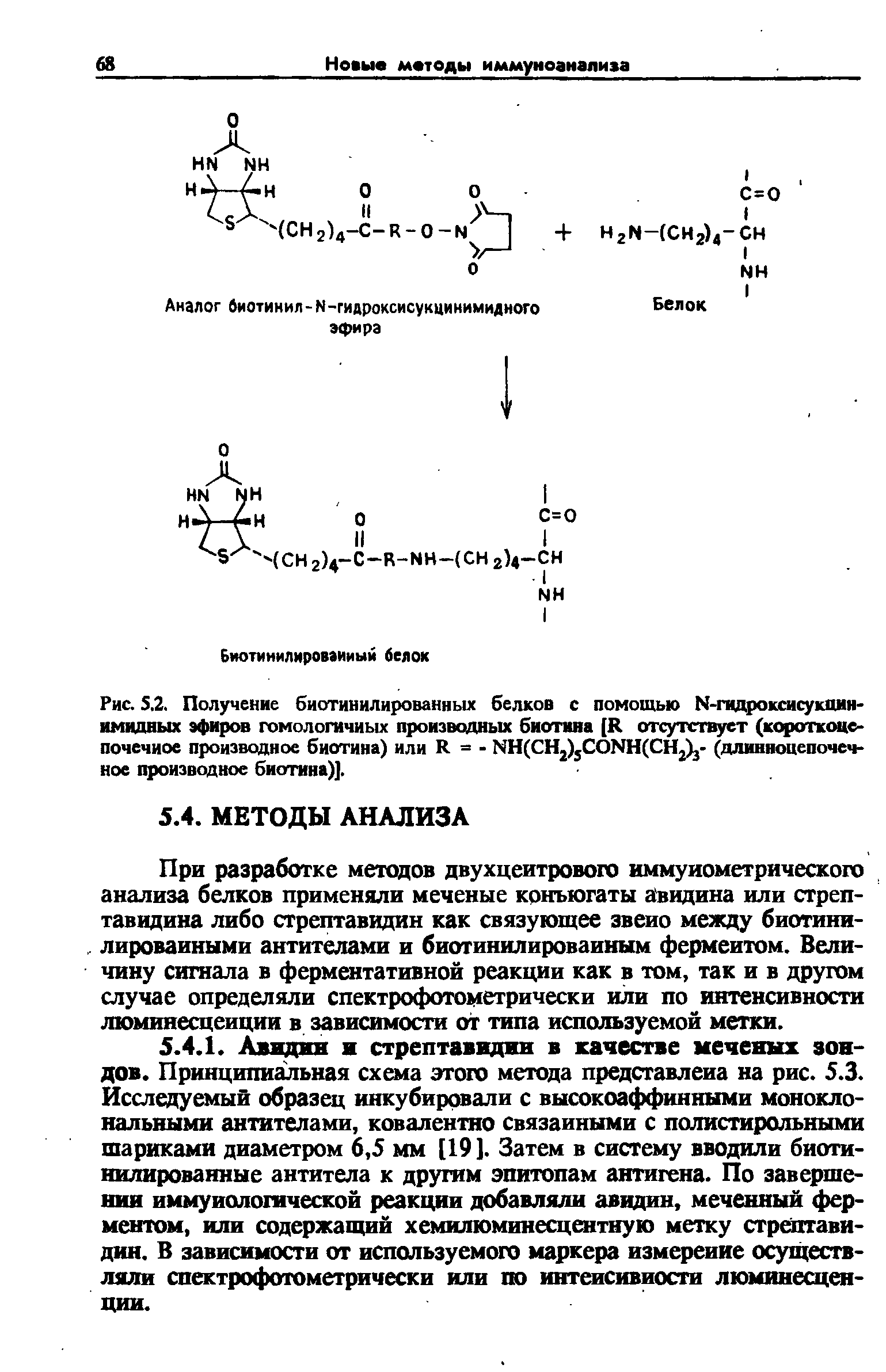 Рис. 5.2. Получение биотинилированных белков с помощью М-гидроксисукдин-имидных эфиров гомологичных производных биотина [И отсутствует (короткоце-почечиое производное биотина) или Я = - КН(СН2) СОМН(СН2)3- (длинноцепочечное производное биотина)].