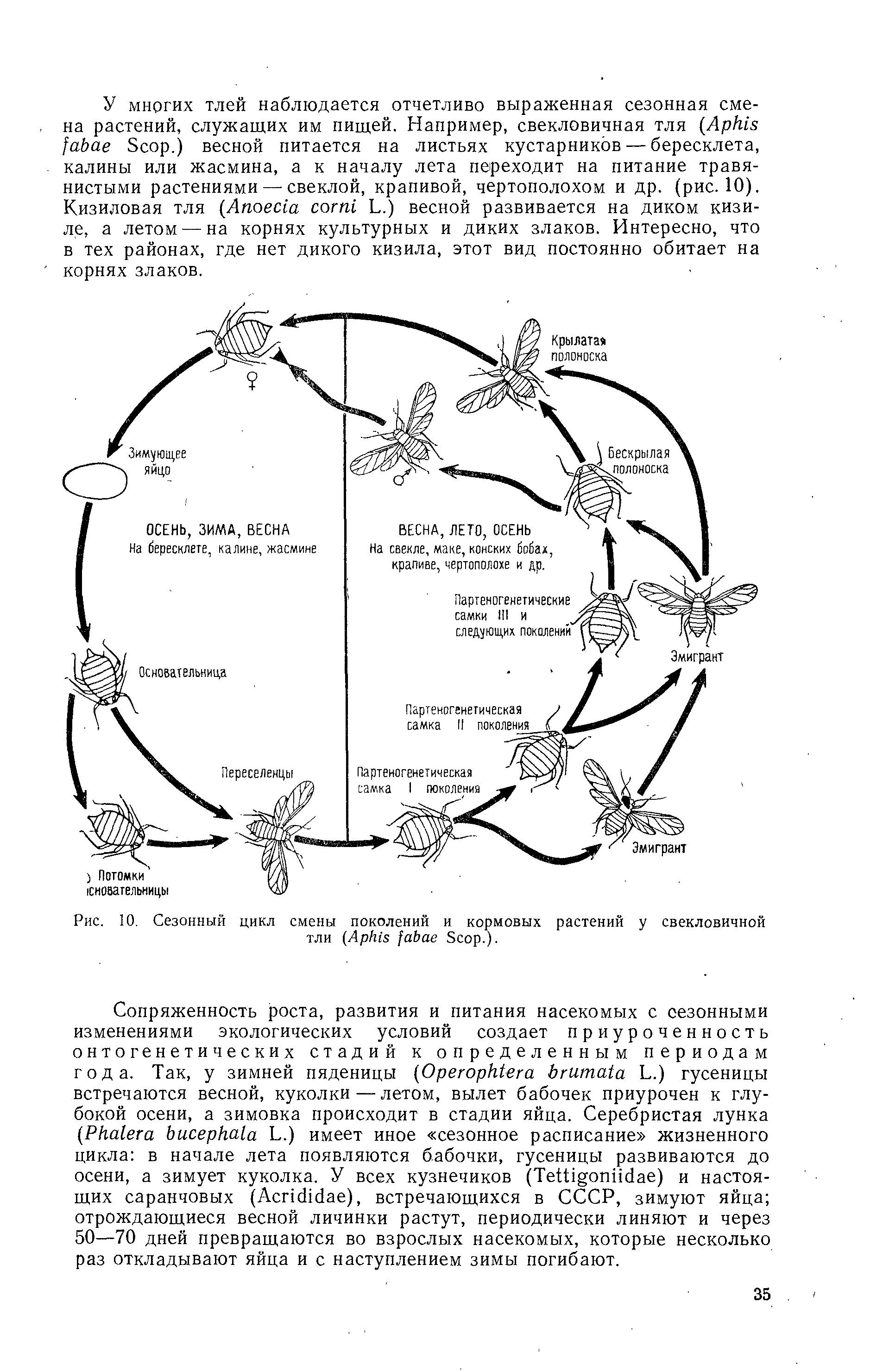 Рис. 10. Сезонный цикл смены поколений и кормовых растений у свекловичной тли (A S .).