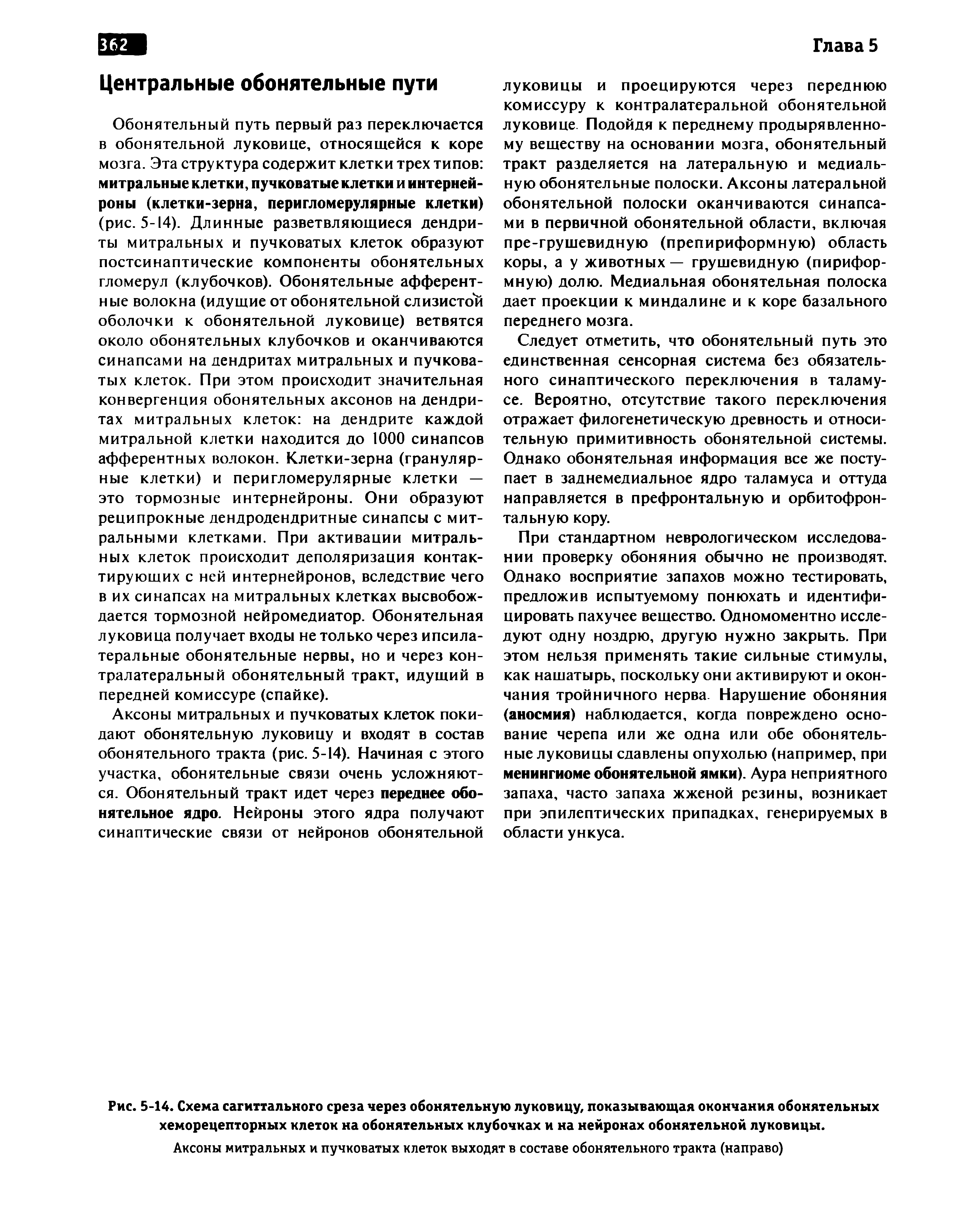 Рис. 5-14. Схема сагиттального среза через обонятельную луковицу, показывающая окончания обонятельных хеморецепторных клеток на обонятельных клубочках и на нейронах обонятельной луковицы.