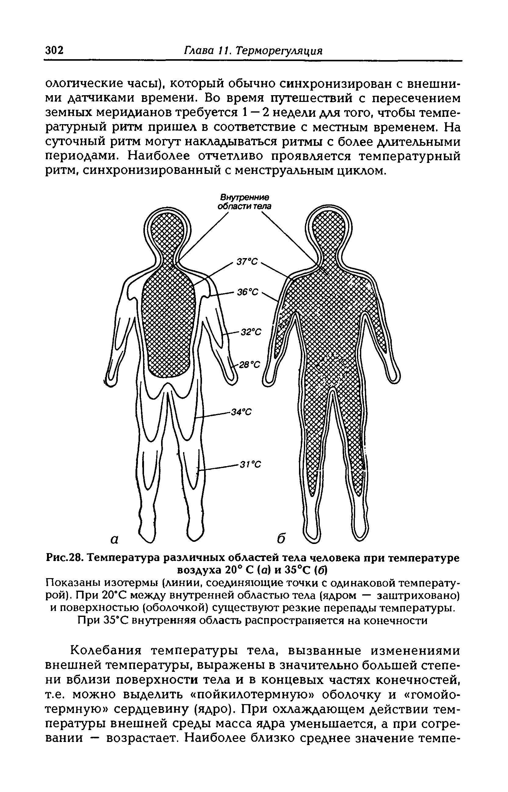 Рис.28. Температура различных областей тела человека при температуре воздуха 20° С (а) и 35°С (б)...