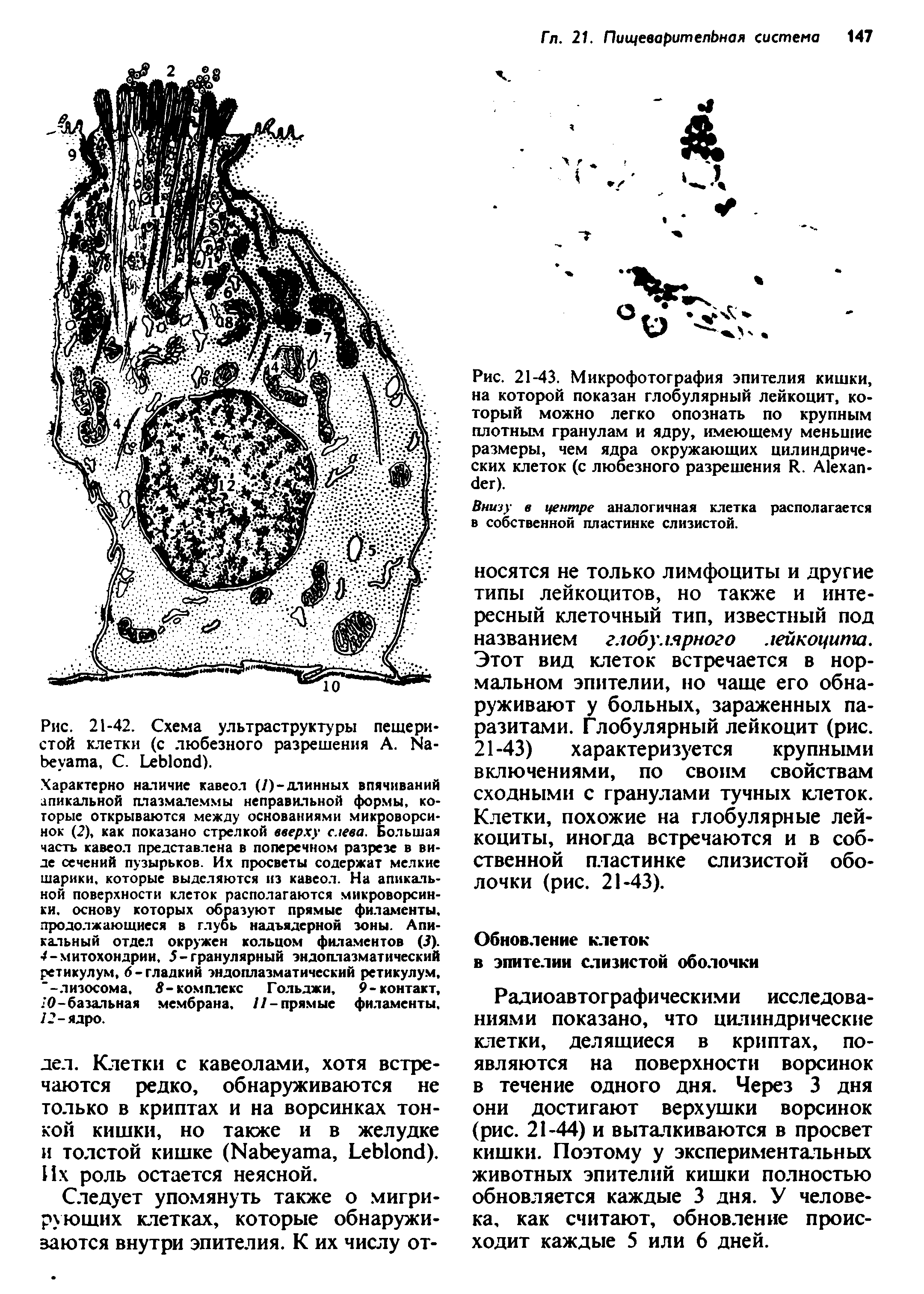 Рис. 21-43. Микрофотография эпителия кишки, на которой показан глобулярный лейкоцит, который можно легко опознать по крупным плотным гранулам и ядру, имеющему меньшие размеры, чем ядра окружающих цилиндрических клеток (с любезного разрешения R. A ).