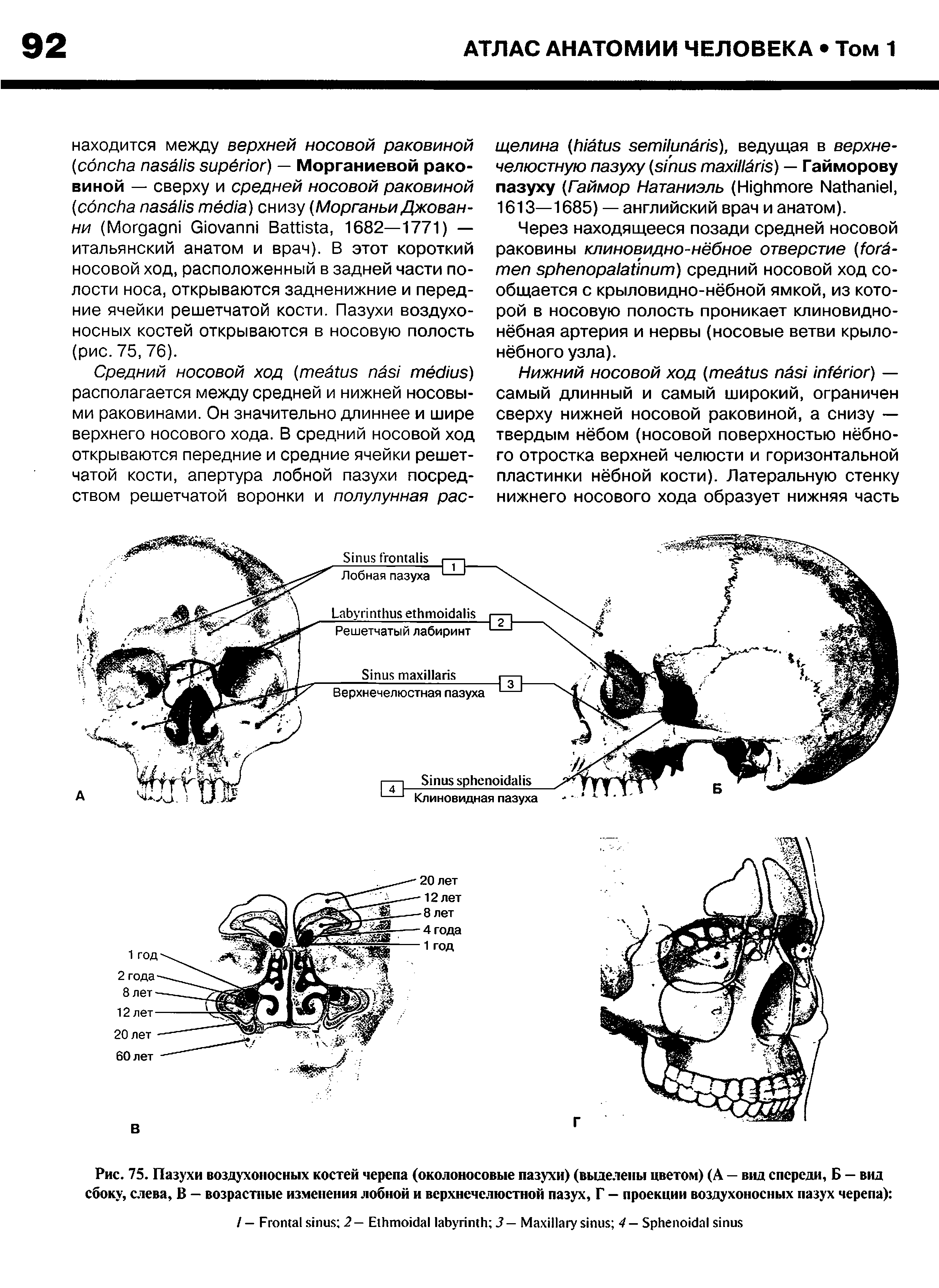 Рис. 75. Пазухи воздухоносных костей черепа (околоносовые пазухи) (выделены цветом) (А — вид спереди, Б — вид сбоку, слева, В — возрастные изменения лобной и верхнечелюстной пазух, Г — проекции воздухоносных пазух черепа) ...