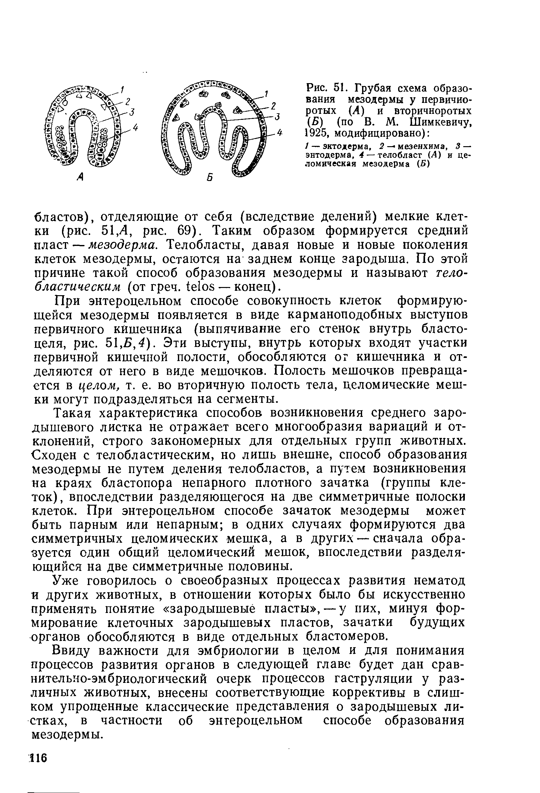 Рис. 51. Грубая схема образования мезодермы у первичио-ротых (А) и вторичноротых (Б) (по В. М. Шимкевичу, 1925, модифицировано) ...