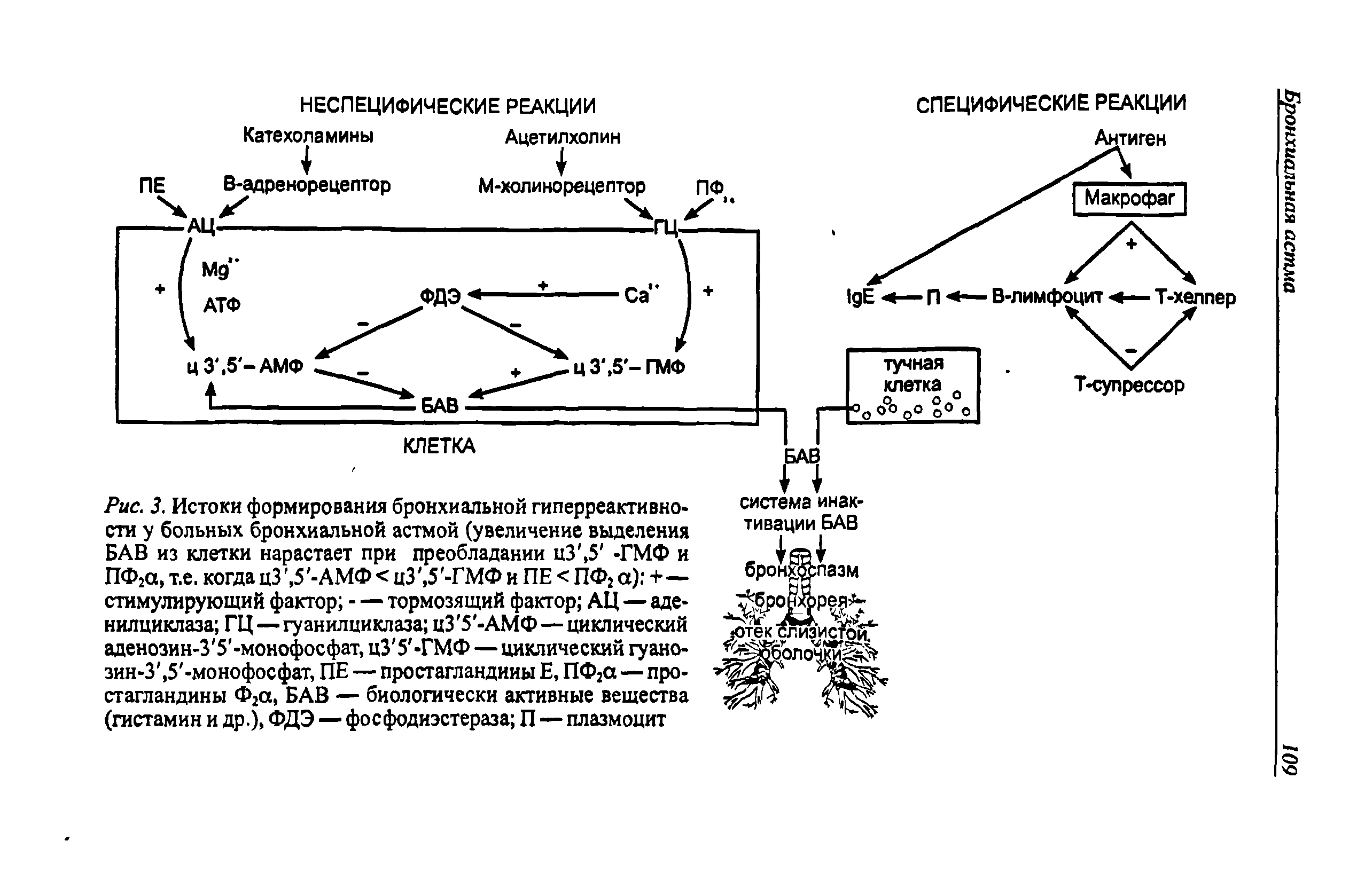 Рис. 3. Истоки формирования бронхиальной гиперреактивно-ста у больных бронхиальной астмой (увеличение выделения БАВ из клетки нарастает при преобладании цЗ, 5 -ГМФ и ПФ2а, т.е. когда цЗ, 5 -АМФ < цЗ, 5 -ГМФ и ПЕ < ПФ2 а) +— стимулирующий фактор — тормозящий фактор АЦ — аде-нилциклаза ГЦ—гуанилциклаза цЗ 5 -АМФ— циклический аденозин-3 5 -монофосфат, цЗ 5 -ГМФ — циклический гуанозин-3, 5 -монофосфат, ПЕ — простагландины Е, ПФ2а — простагландины Ф2а, БАВ — биологически активные вещества (гистамин и др.), ФДЭ — фосфодиэстераза П — плазмоцит...