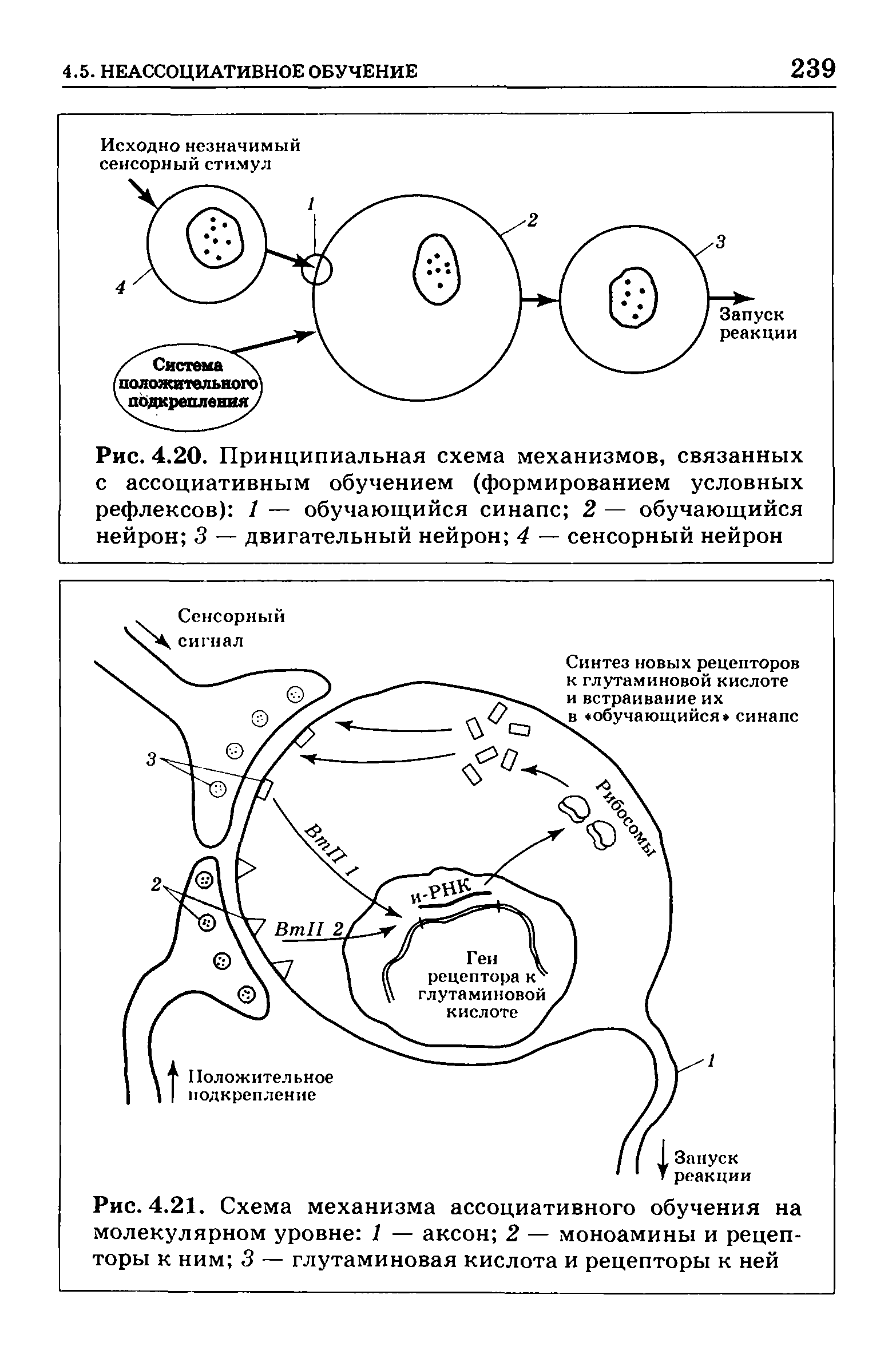 Рис. 4.20. Принципиальная схема механизмов, связанных с ассоциативным обучением (формированием условных рефлексов) 1 — обучающийся синапс 2 — обучающийся нейрон 3 — двигательный нейрон 4 — сенсорный нейрон...