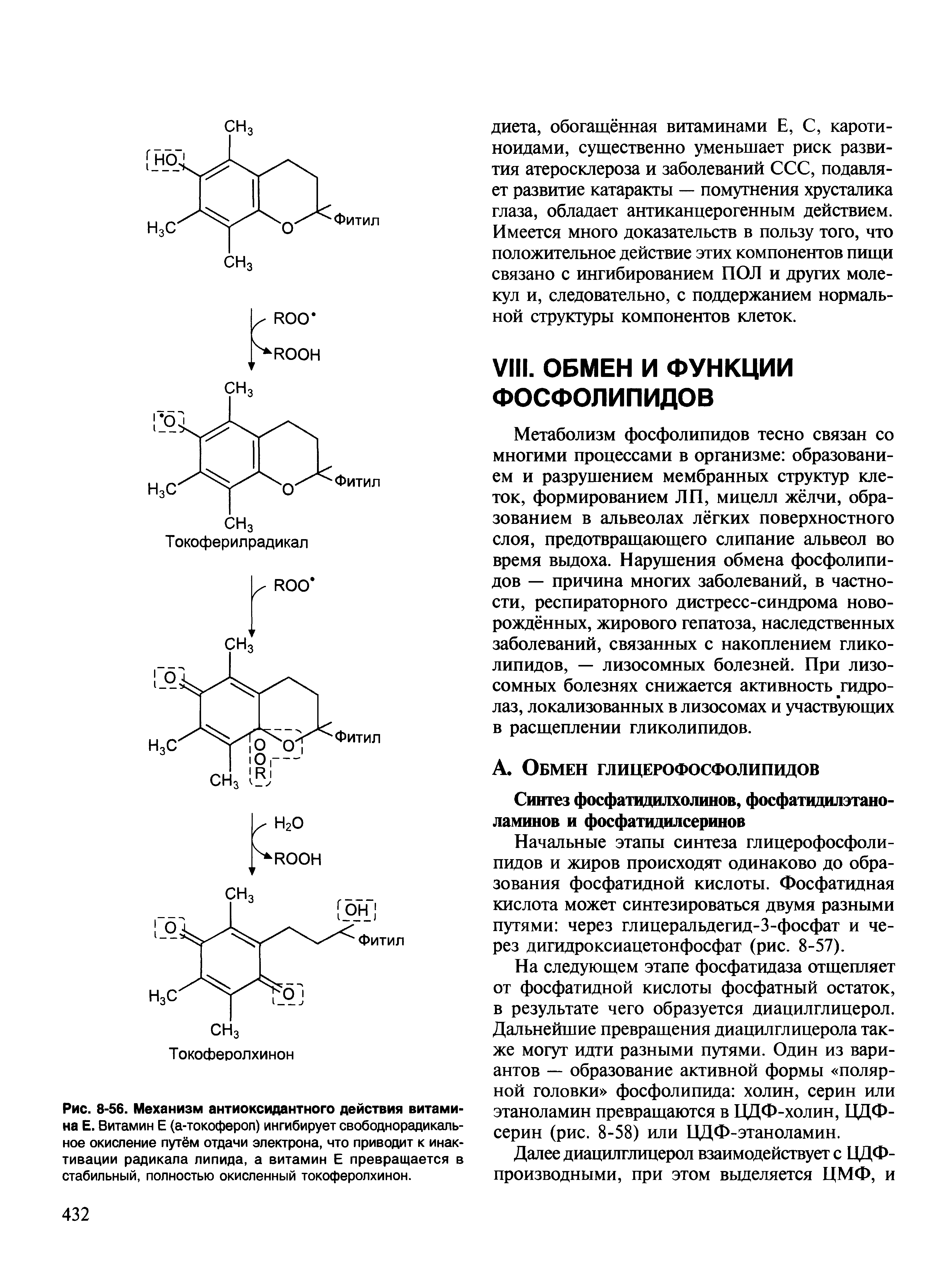 Рис. 8-56. Механизм антиоксидантного действия витамина Е. Витамин Е (а-токоферол) ингибирует свободнорадикальное окисление путём отдачи электрона, что приводит к инактивации радикала липида, а витамин Е превращается в стабильный, полностью окисленный токоферолхинон.