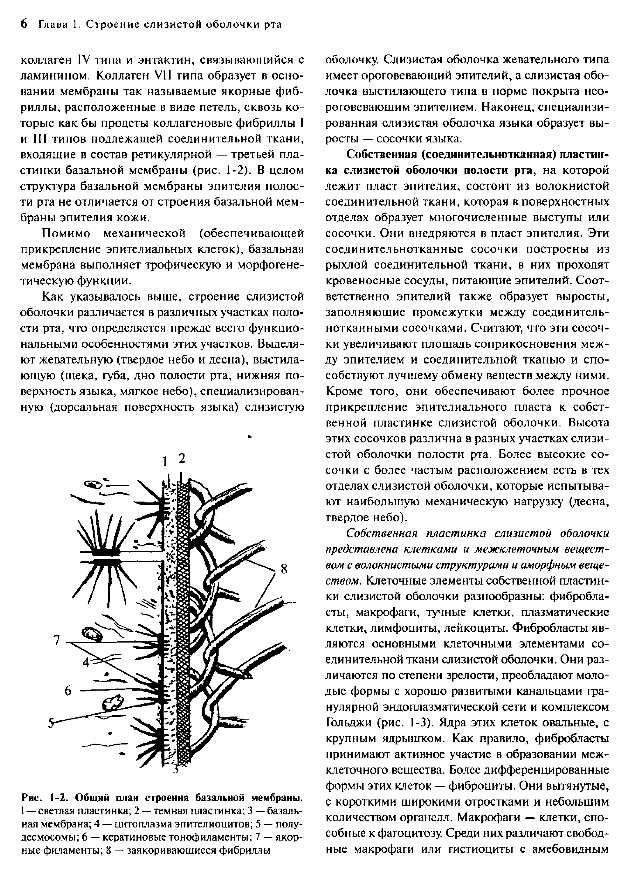 Рис. 1-2. Общий план строения базальной мембраны. I — светлая пластинка 2 — темная пластинка 3 — базальная мембрана 4 — цитоплазма эпителиоцитов 5 — полудесмосомы 6 — кератиновые тоноф иламе нты 7 — якорные филаменты 8 — заякориваюшиеся фибриллы...