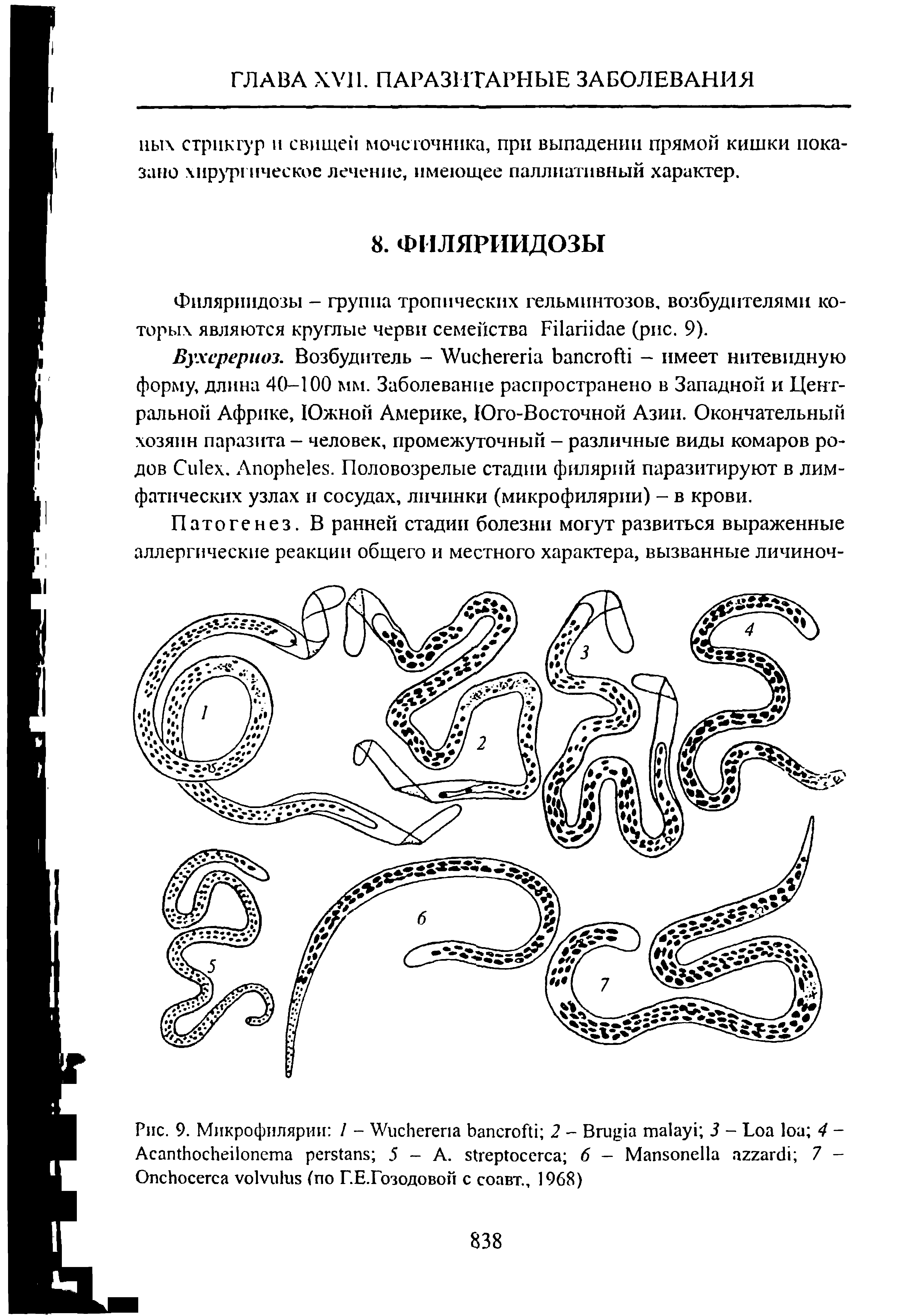 Рис. 9. Микрофилярии / - W 2 - B 3 - L 4 -A 5 - A. 6 — M 7 -O (по Г.Е.Гозодовоп с соавт., 1968)...