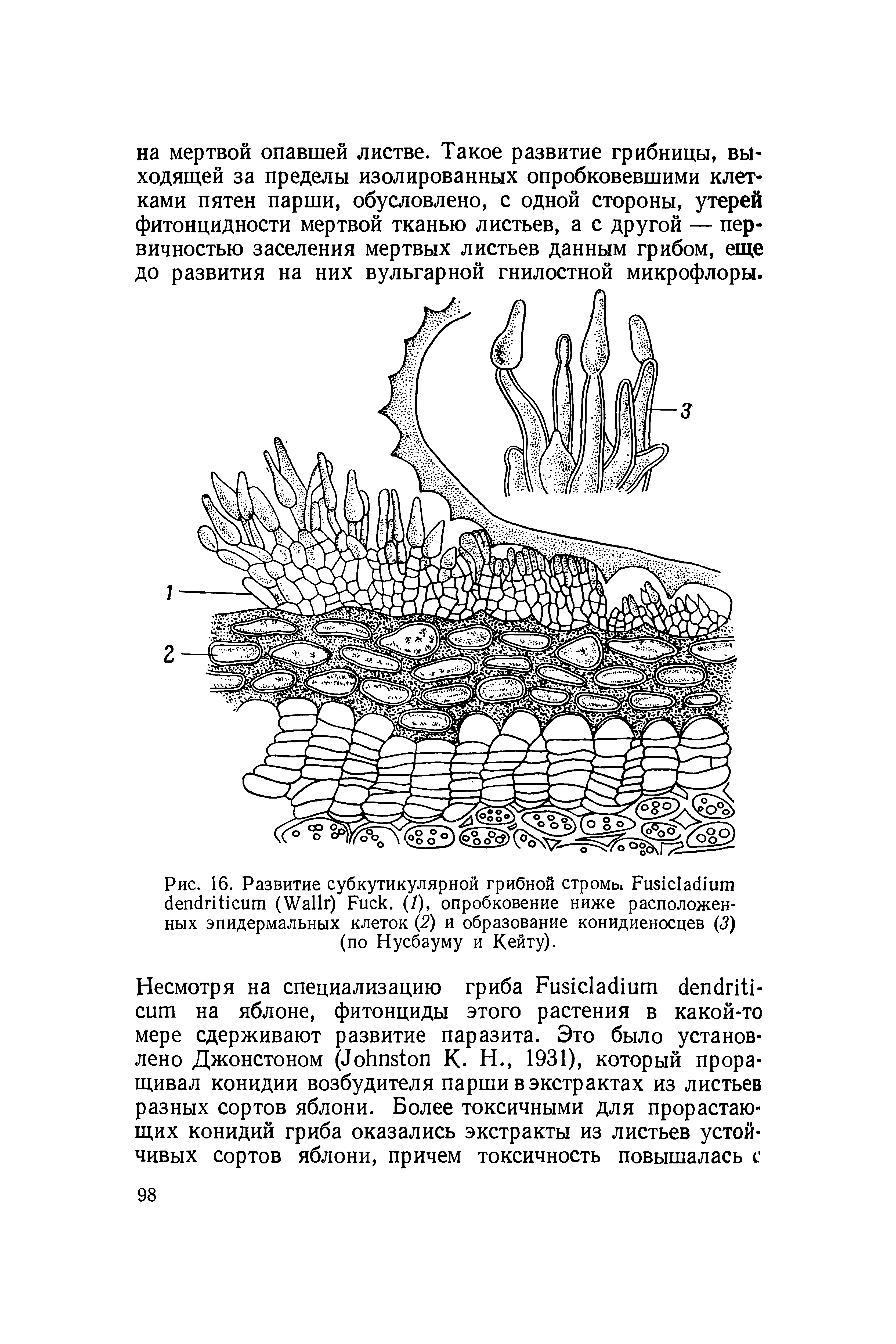 Рис. 16. Развитие суб кутикулярной грибной строма F (W ) F . (/), опробковение ниже расположенных эпидермальных клеток (2) и образование конидиеносцев (3) (по Нусбауму и Кейту).