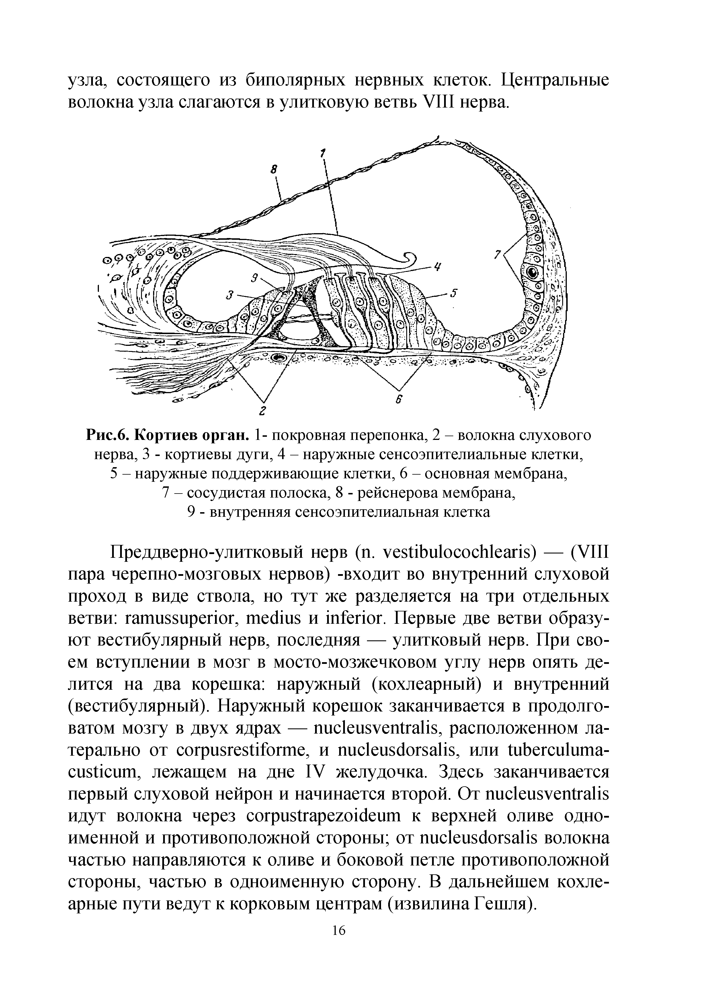 Рис.6. Кортиев орган. 1- покровная перепонка, 2 - волокна слухового нерва, 3 - кортиевы дуги, 4 - наружные сенсоэпителиальные клетки, 5 - наружные поддерживающие клетки, 6 - основная мембрана, 7 - сосудистая полоска, 8 - рейснерова мембрана, 9 - внутренняя сенсоэпителиальная клетка...