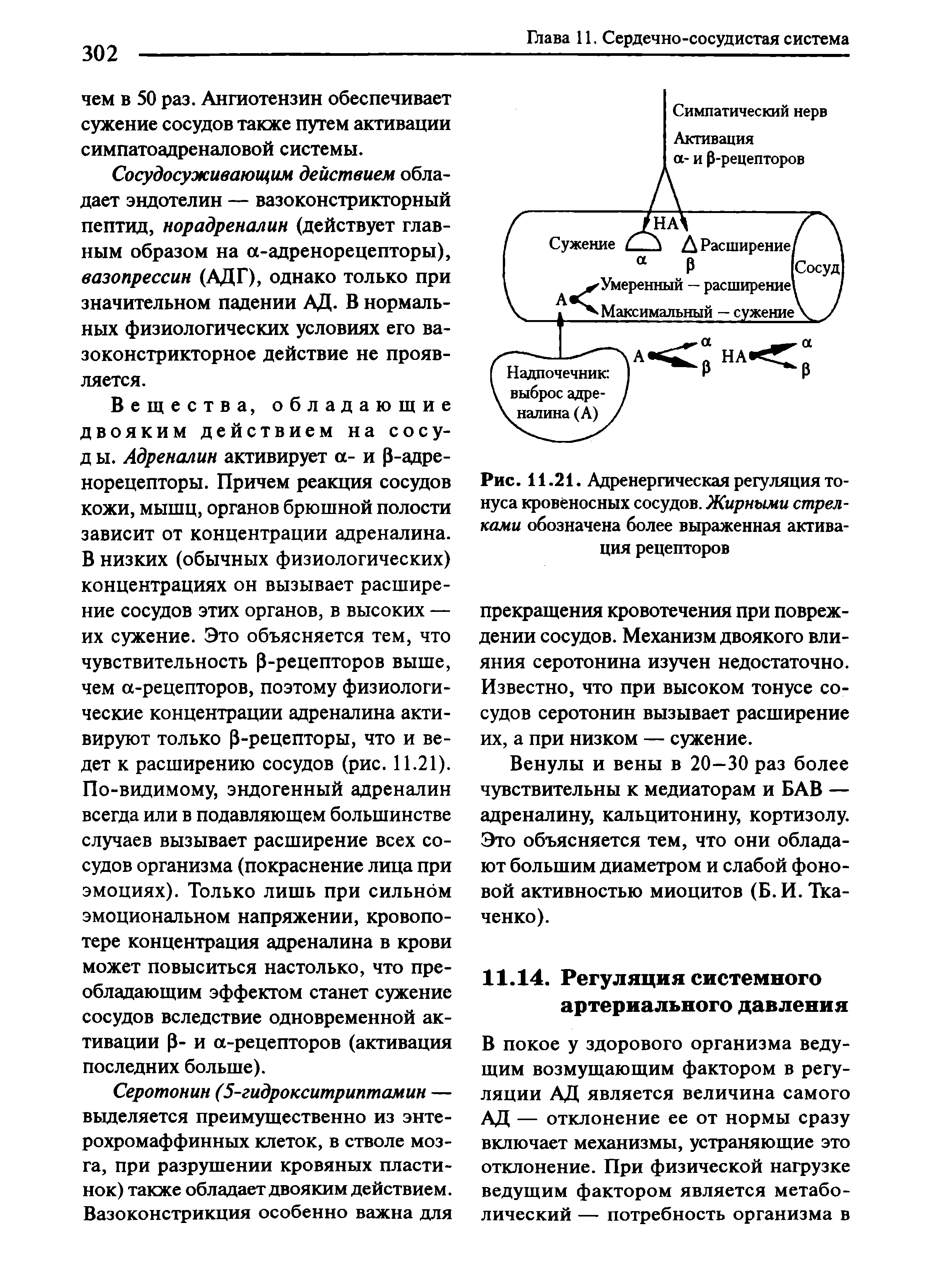 Рис. 11.21. Адренергическая регуляция тонуса кровеносных сосудов. Жирными стрелками обозначена более выраженная активация рецепторов...