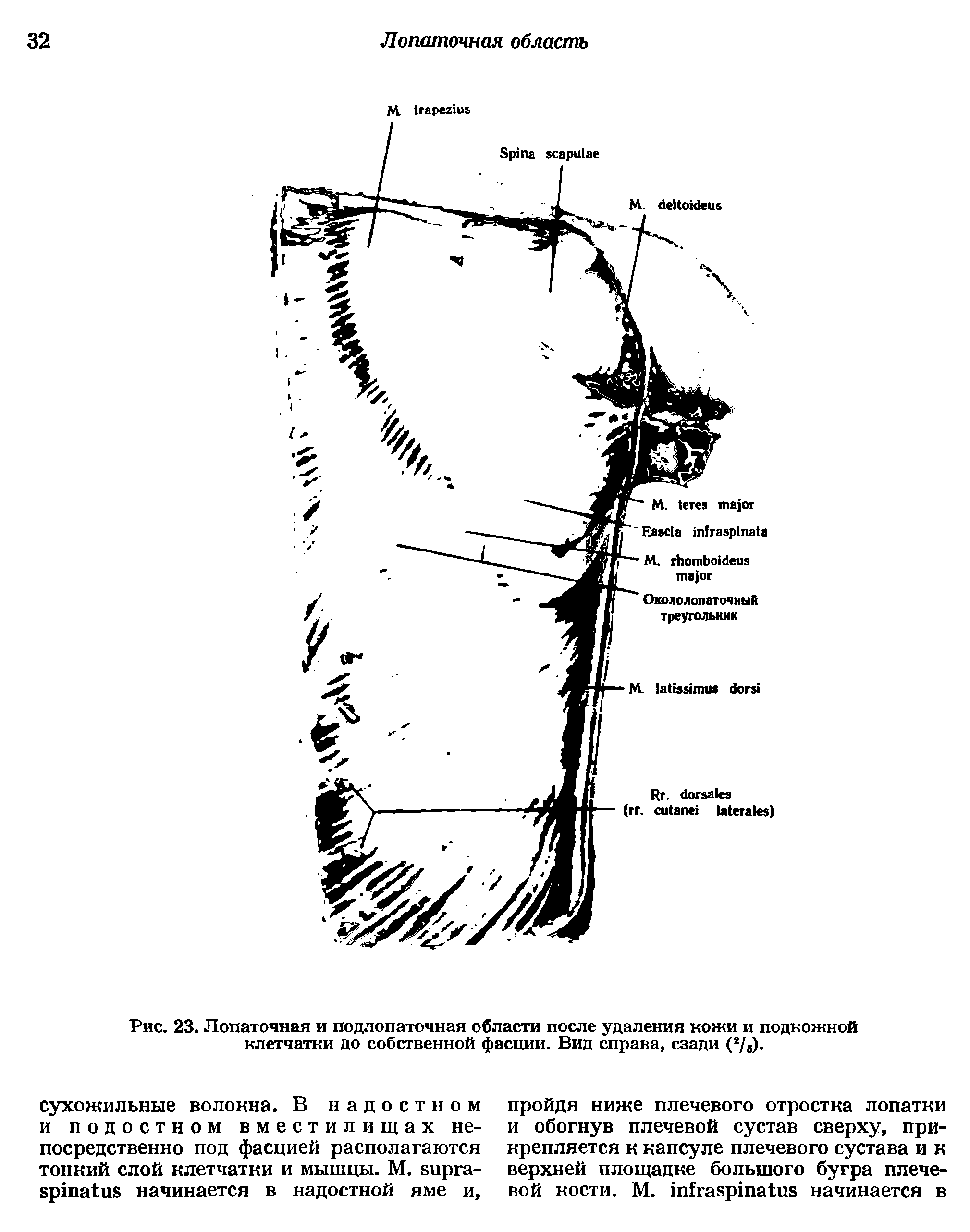 Рис. 23. Лопаточная и подлопаточная области после удаления кожи и подкожной клетчатки до собственной фасции. Вид справа, сзади (2/в).