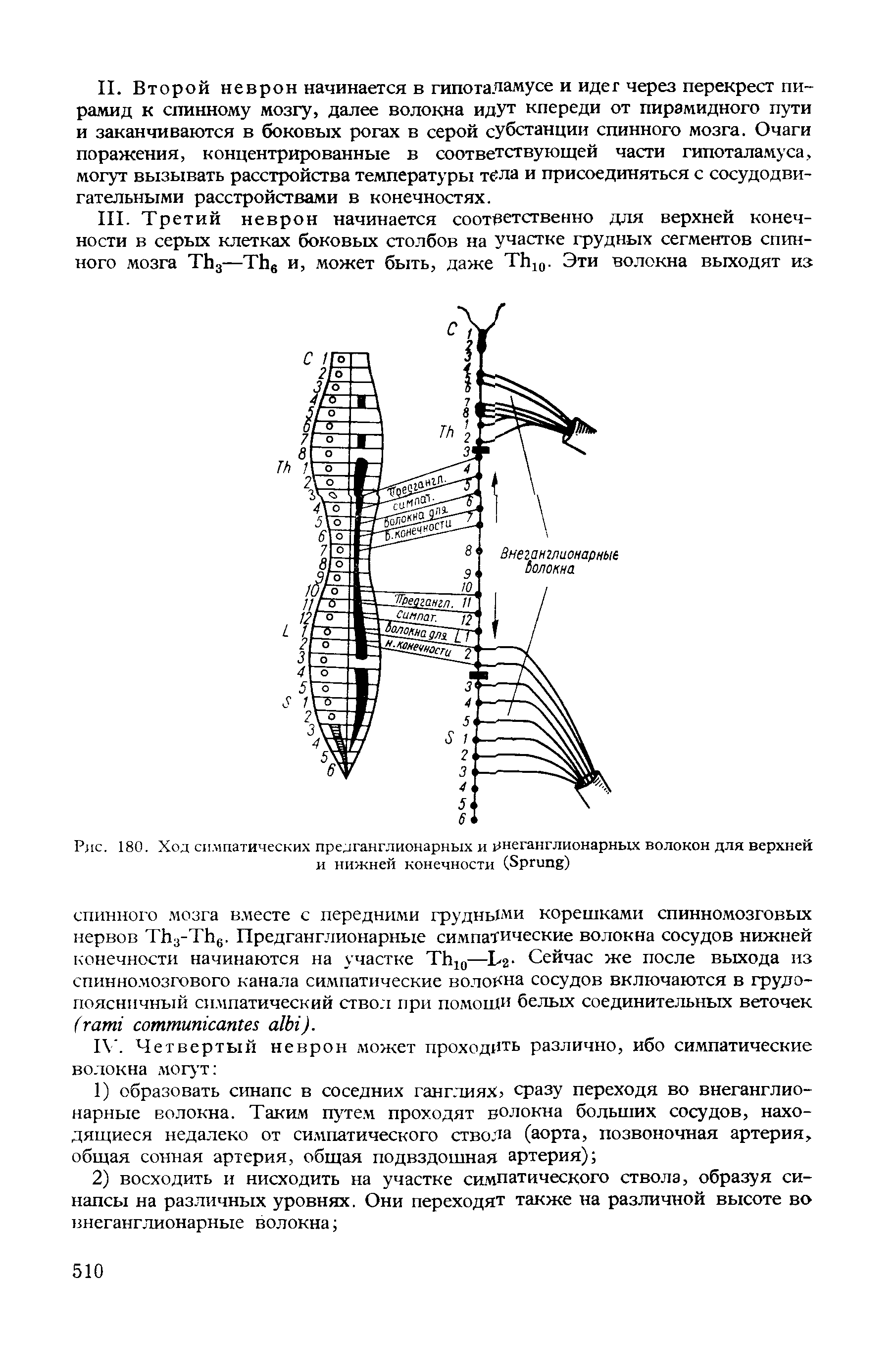 Рис. 180. Ход симпатических пред1 англионарных и рнегапглионарных волокон для верхней и нижней конечности (S )...