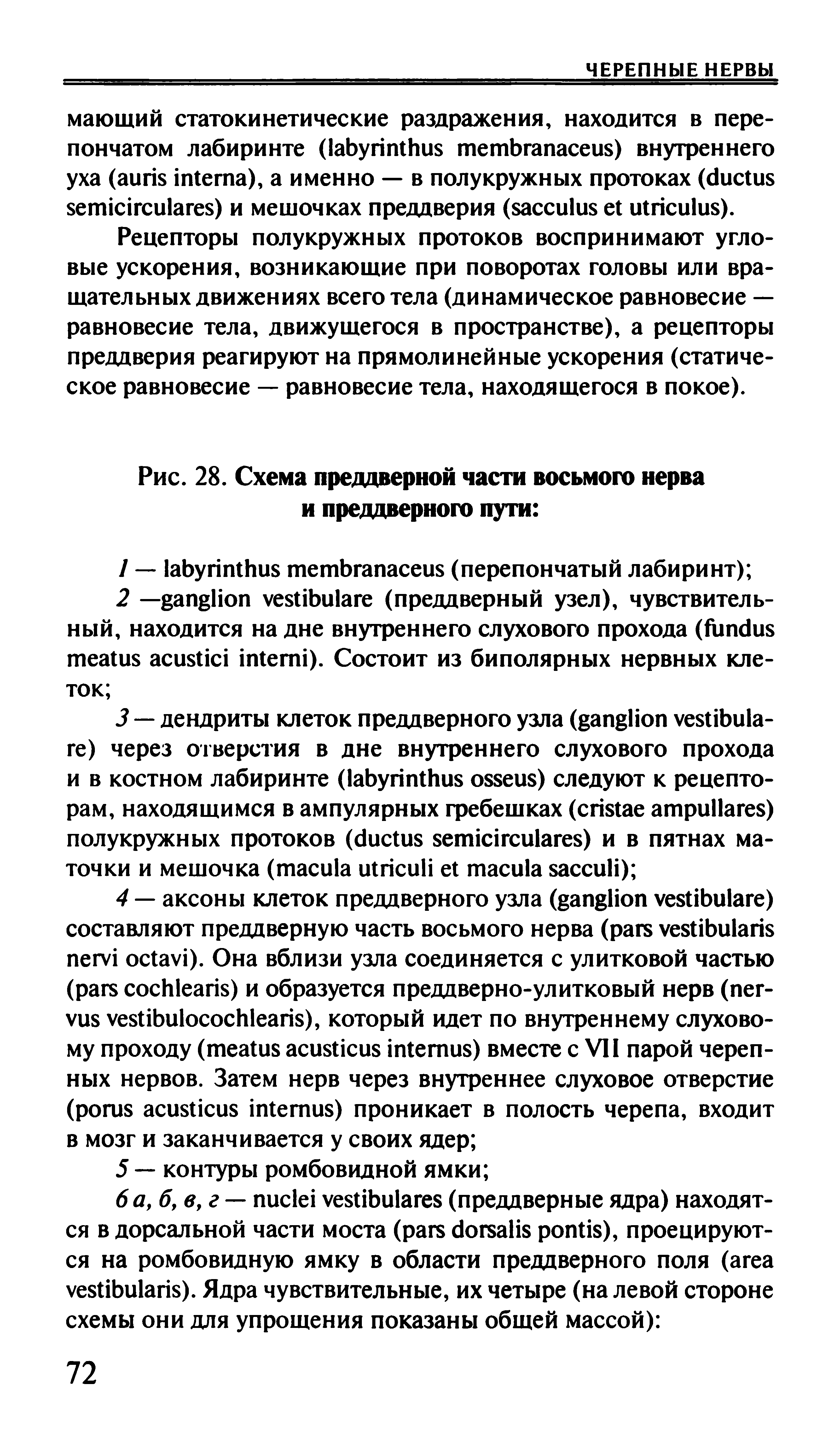 Рис. 28. Схема преддверной части восьмого нерва и преддверного пути ...