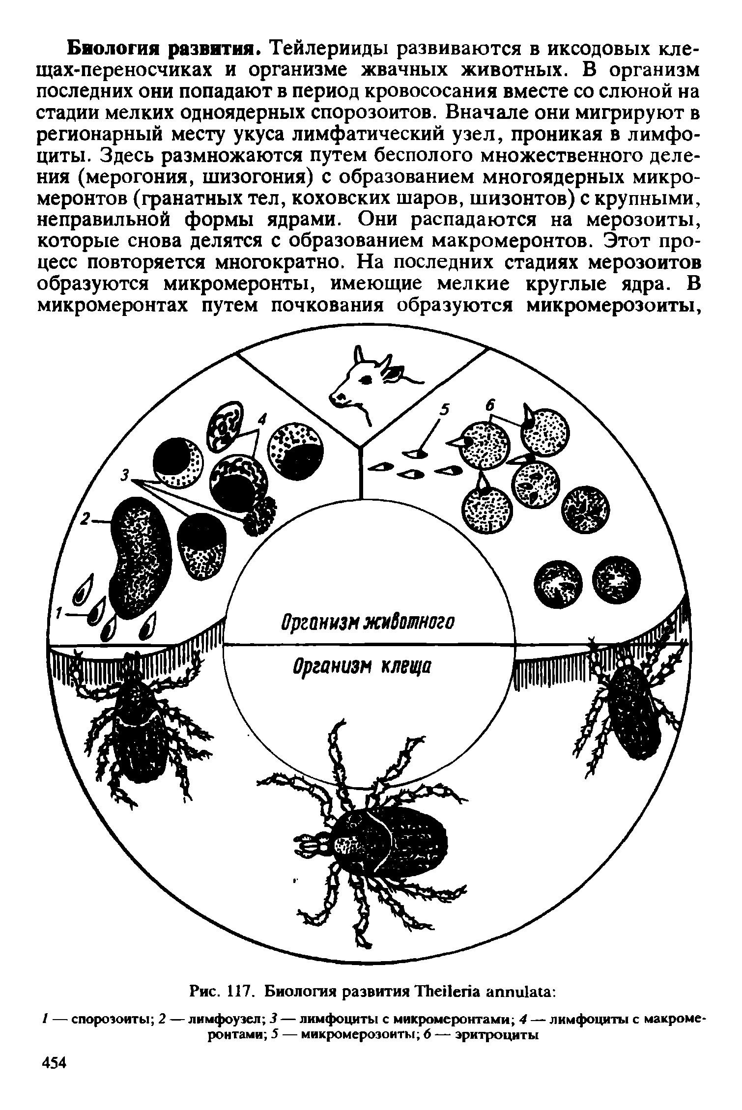 Рис. 117. Биология развития ТЬеПепа аппи1а(а / — спорозоиты 2 — лимфоузел 3 — лимфоциты с микромеронтами 4 — лимфоциты с макроме-ронтами 5 — микромерозоиты б — эритроциты...