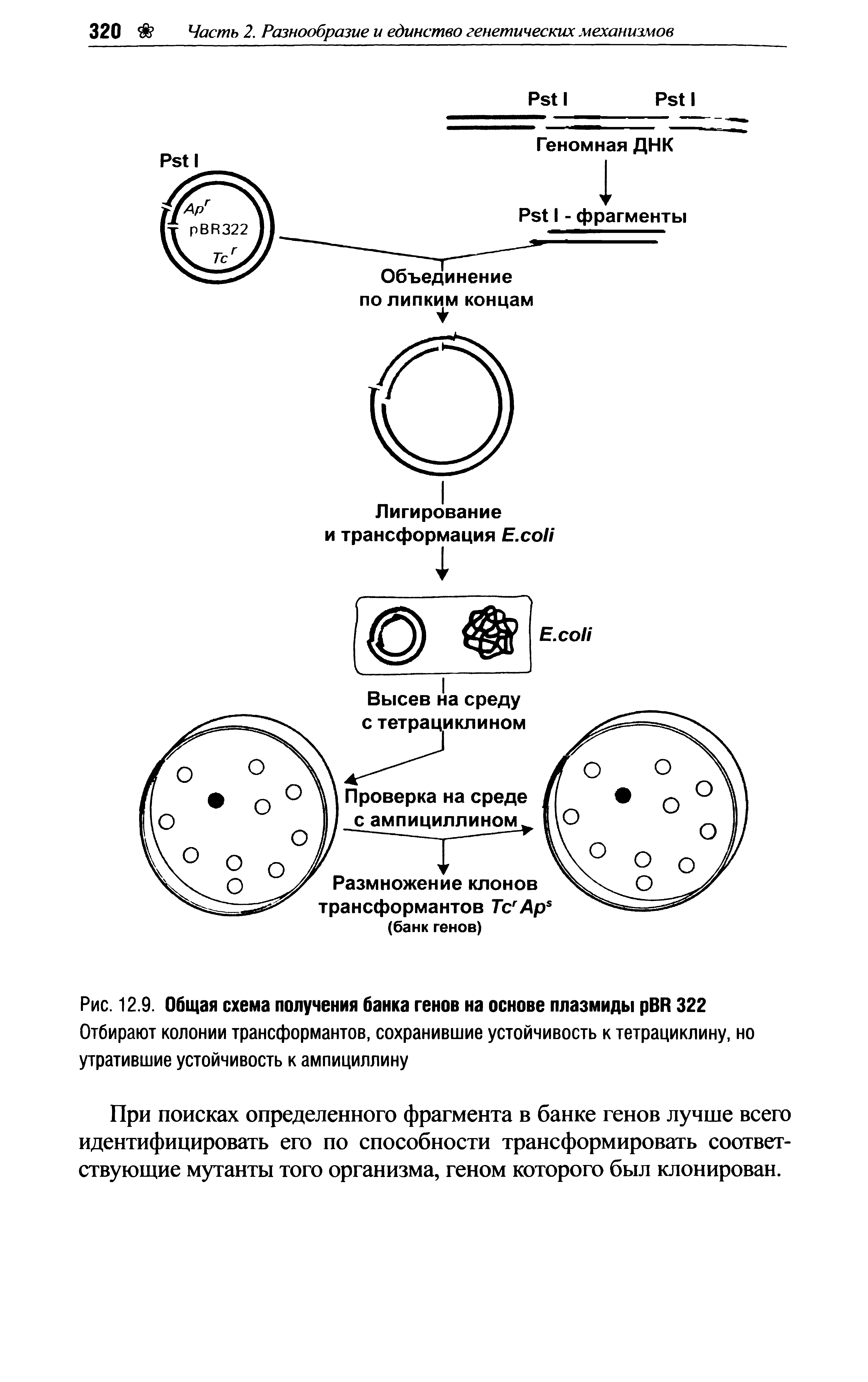 Рис. 12.9. Общая схема получения банка генов на основе плазмиды рВИ 322 Отбирают колонии трансформантов, сохранившие устойчивость к тетрациклину, но утратившие устойчивость к ампициллину...