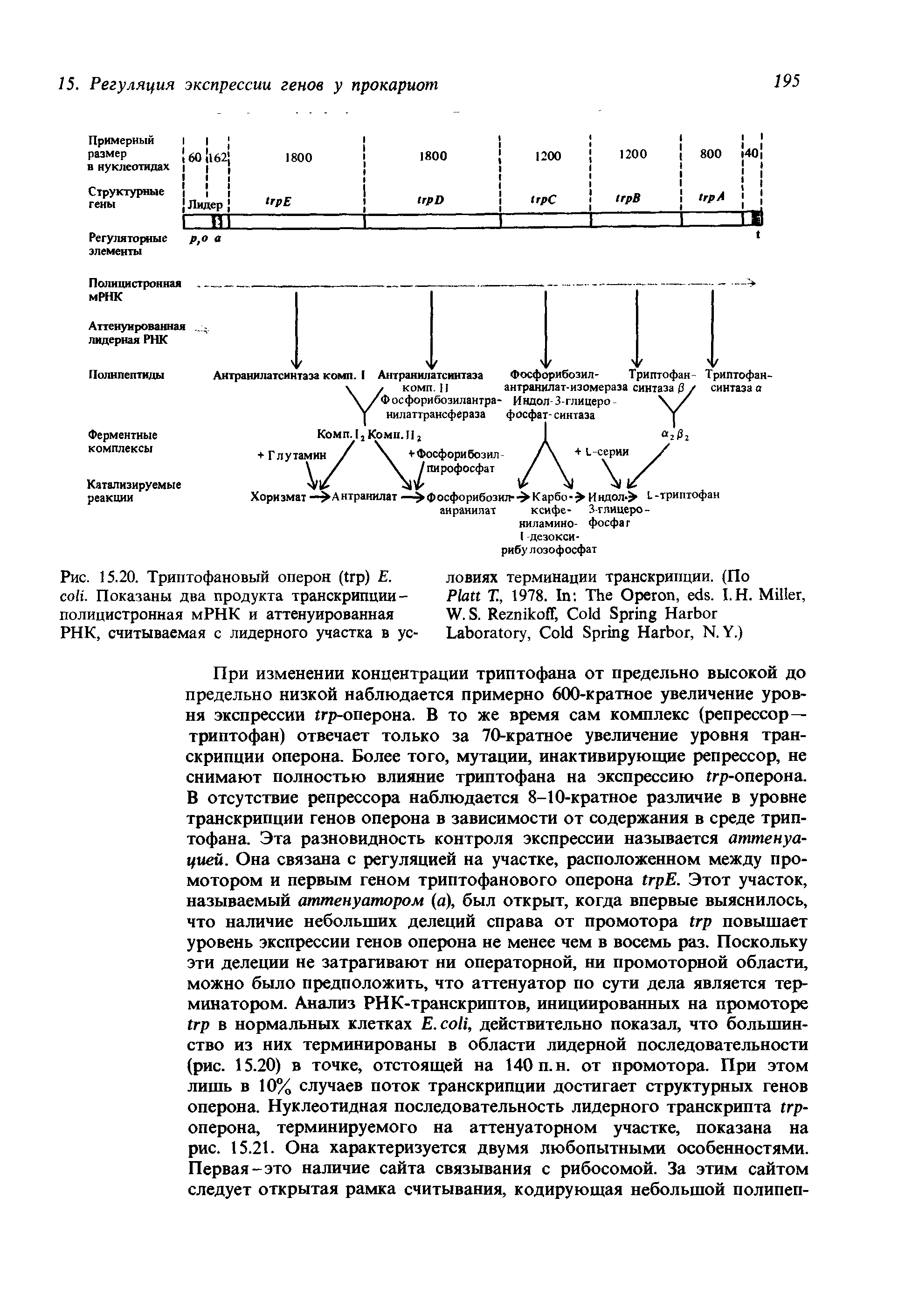 Рис. 15.20. Триптофановый оперон ( ) . . Показаны два продукта транскрипции-полицистронная мРНК и аттенуированная РНК, считываемая с лидерного участка в ус-...