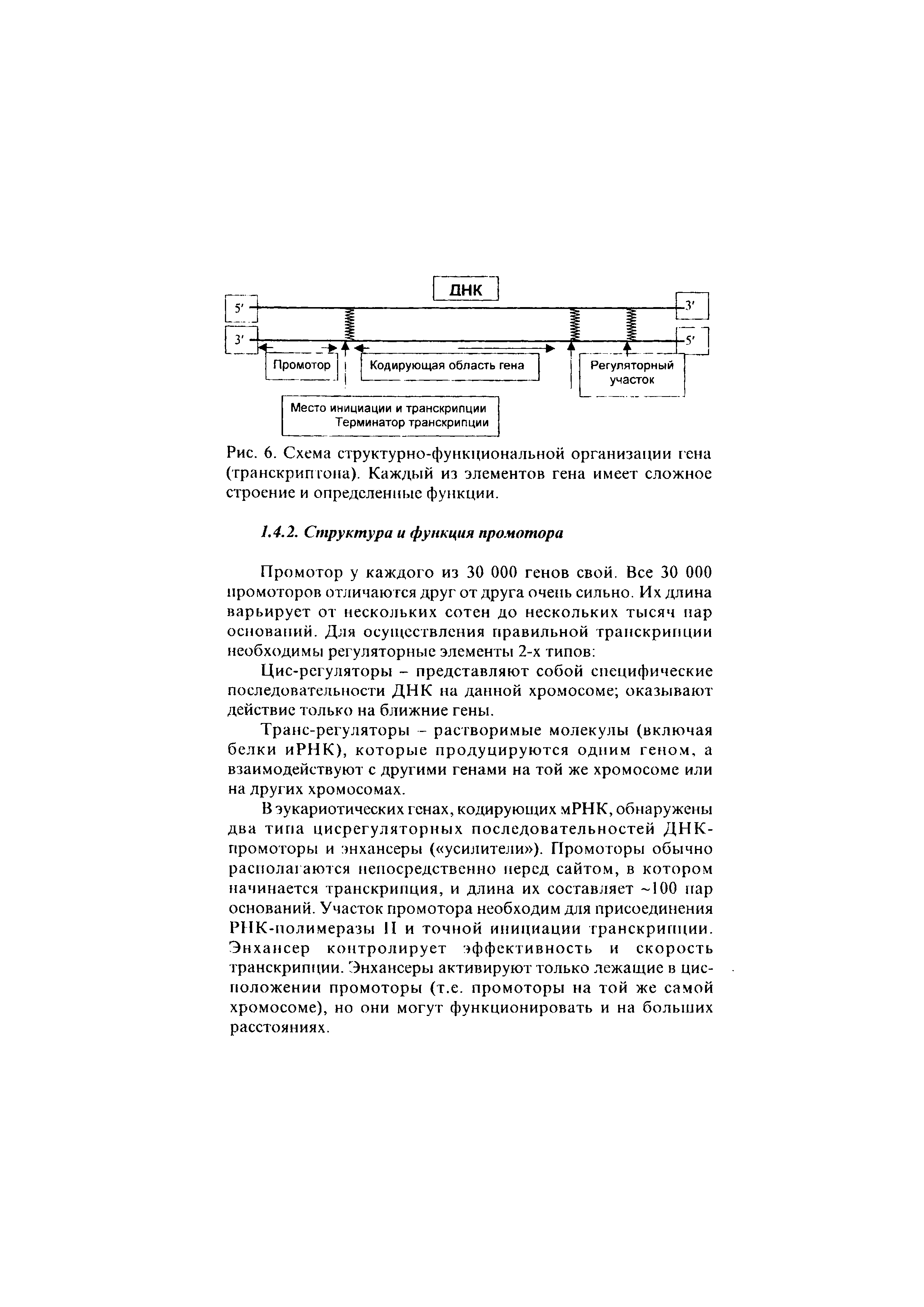 Рис. 6. Схема структурно-функциональной организации гена (транскрип гона). Каждый из элементов гена имеет сложное строение и определенные функции.