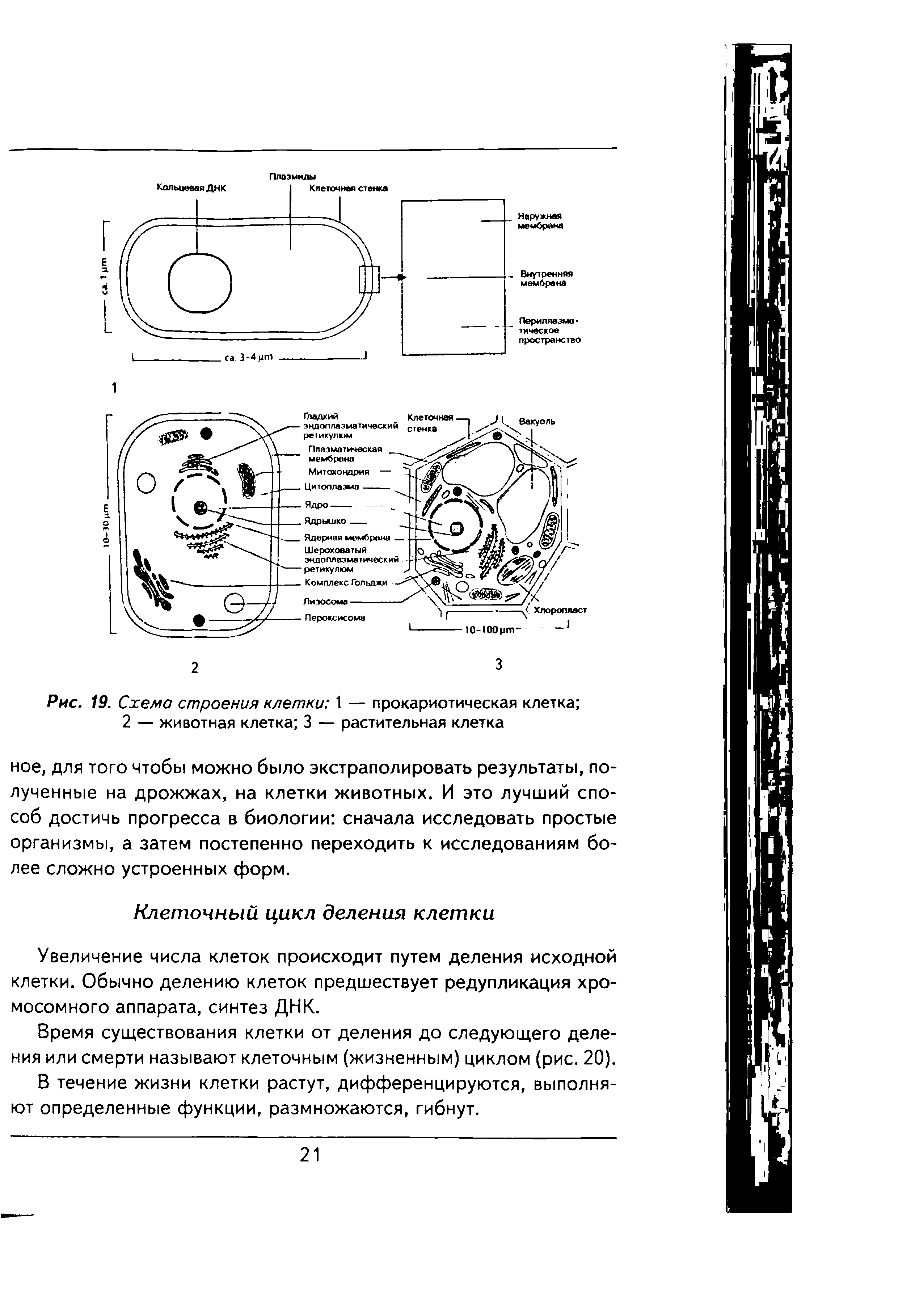 Рис. 19. Схема строения клетки 1 — прокариотическая клетка 2 — животная клетка 3 — растительная клетка...