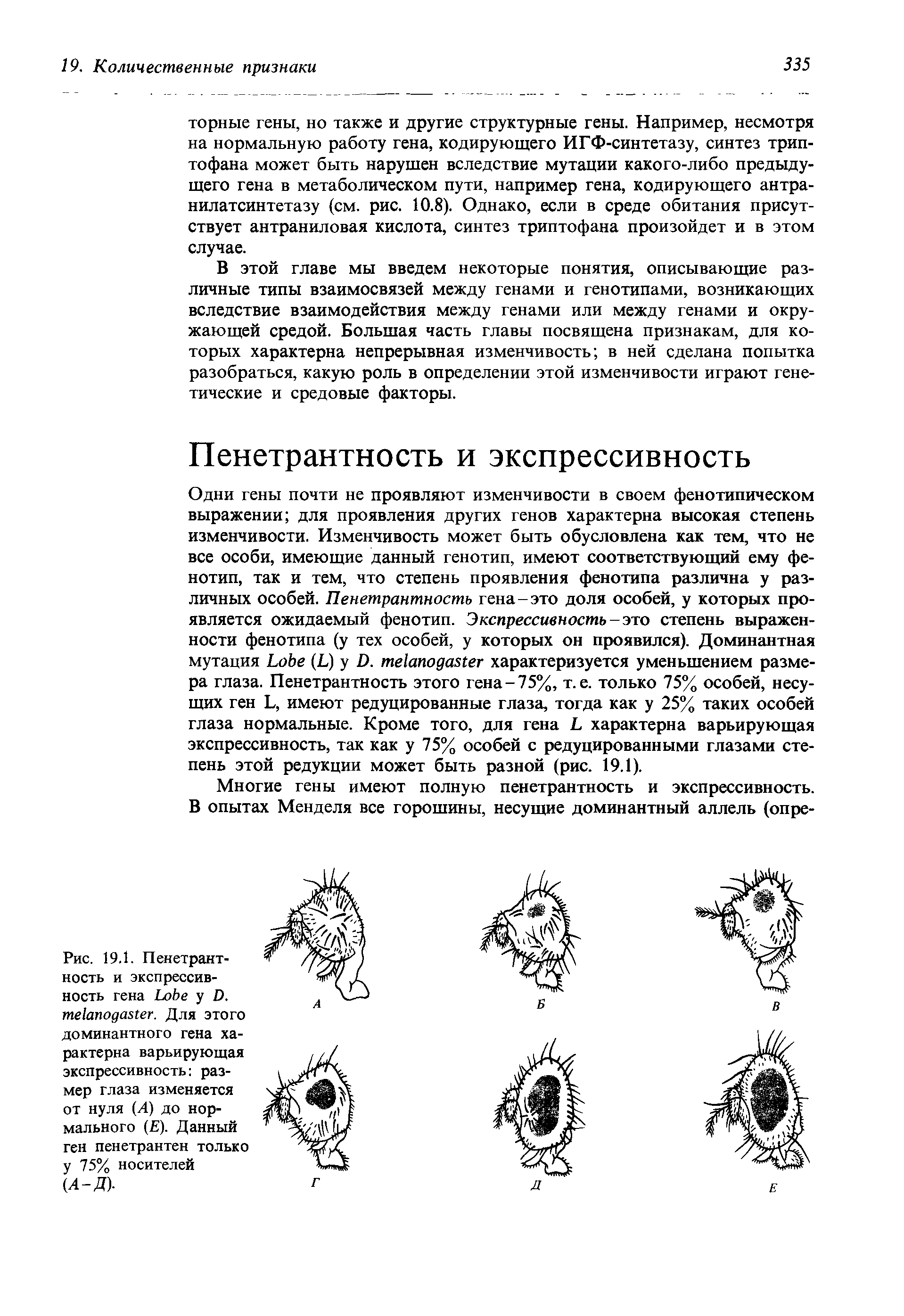 Рис. 19.1. Пенетрантность и экспрессивность гена L у D. . Для этого доминантного гена характерна варьирующая экспрессивность размер глаза изменяется от нуля (Л) до нормального (Е). Данный ген пенетрантен только у 75% носителей (А-Д).