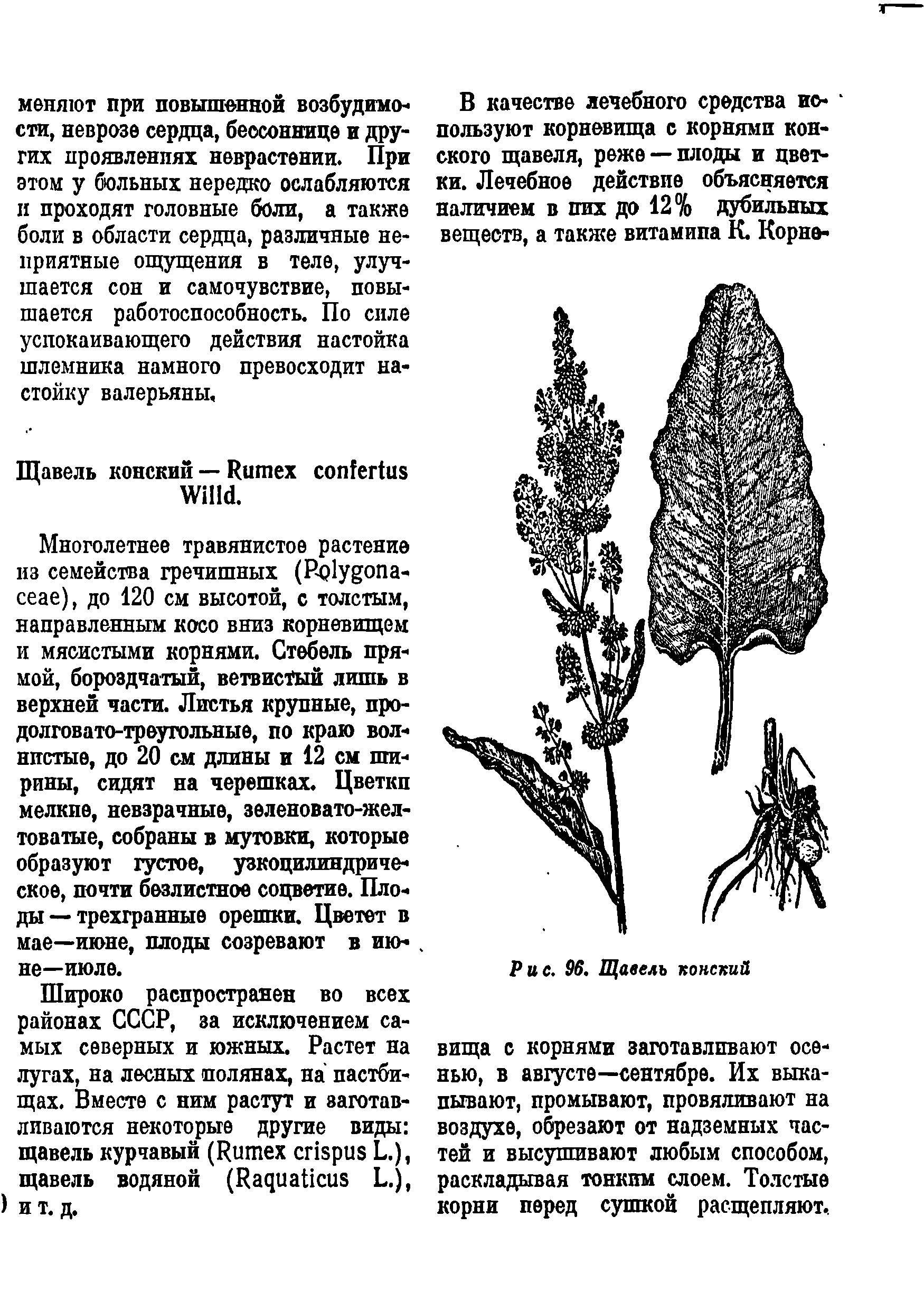 Корневая система щавеля рисунок