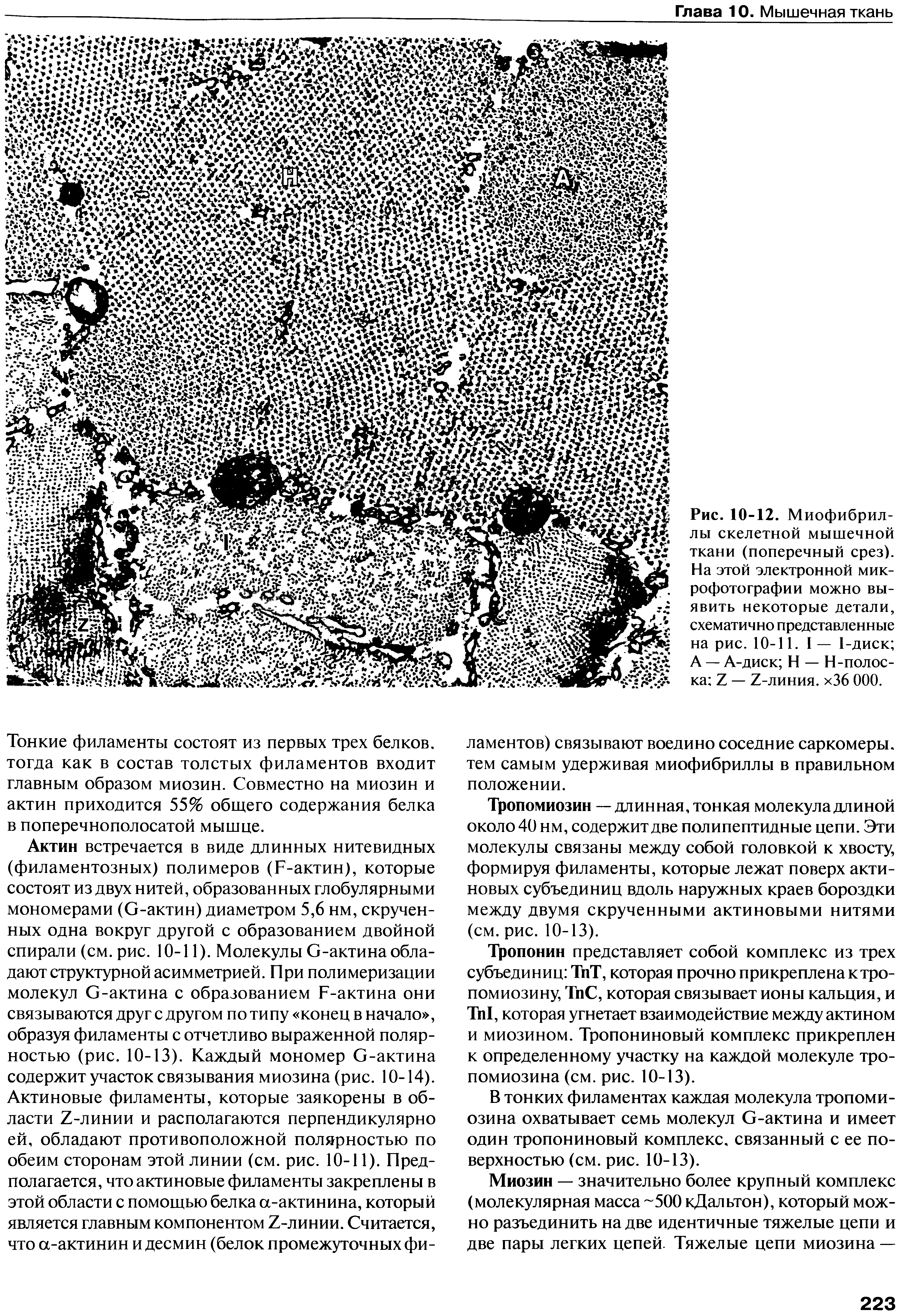 Рис. 10-12. Миофибриллы скелетной мышечной ткани (поперечный срез). На этой электронной микрофотографии можно выявить некоторые детали, схематично представленные на рис. 10-11. I — 1-диск А — А-диск Н — Н-полоска — 7-линия. х36 ООО.