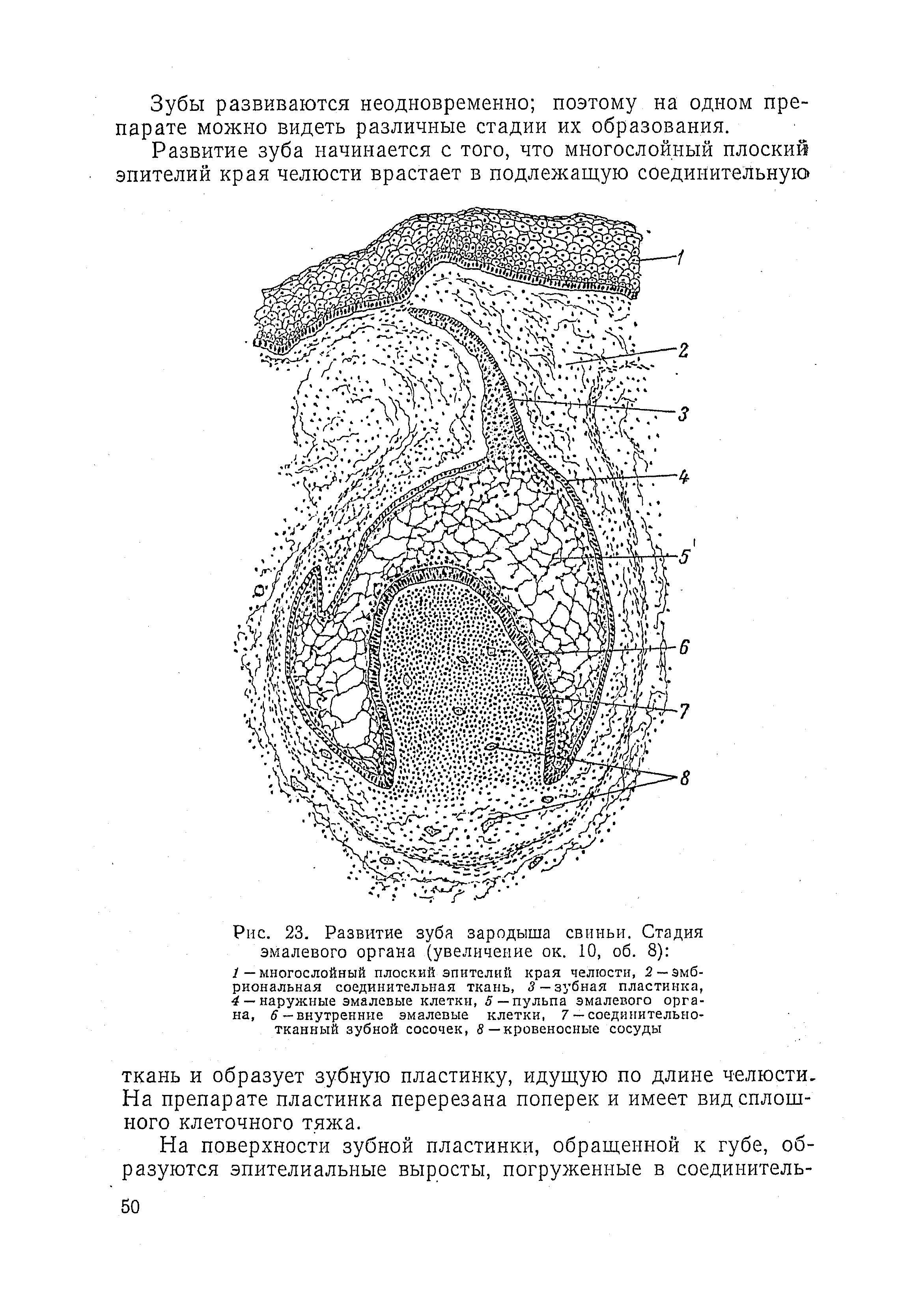 Рис. 23. Развитие зуба зародыша свиньи. Стадия эмалевого органа (увеличение ок. 10, об. 8) ...