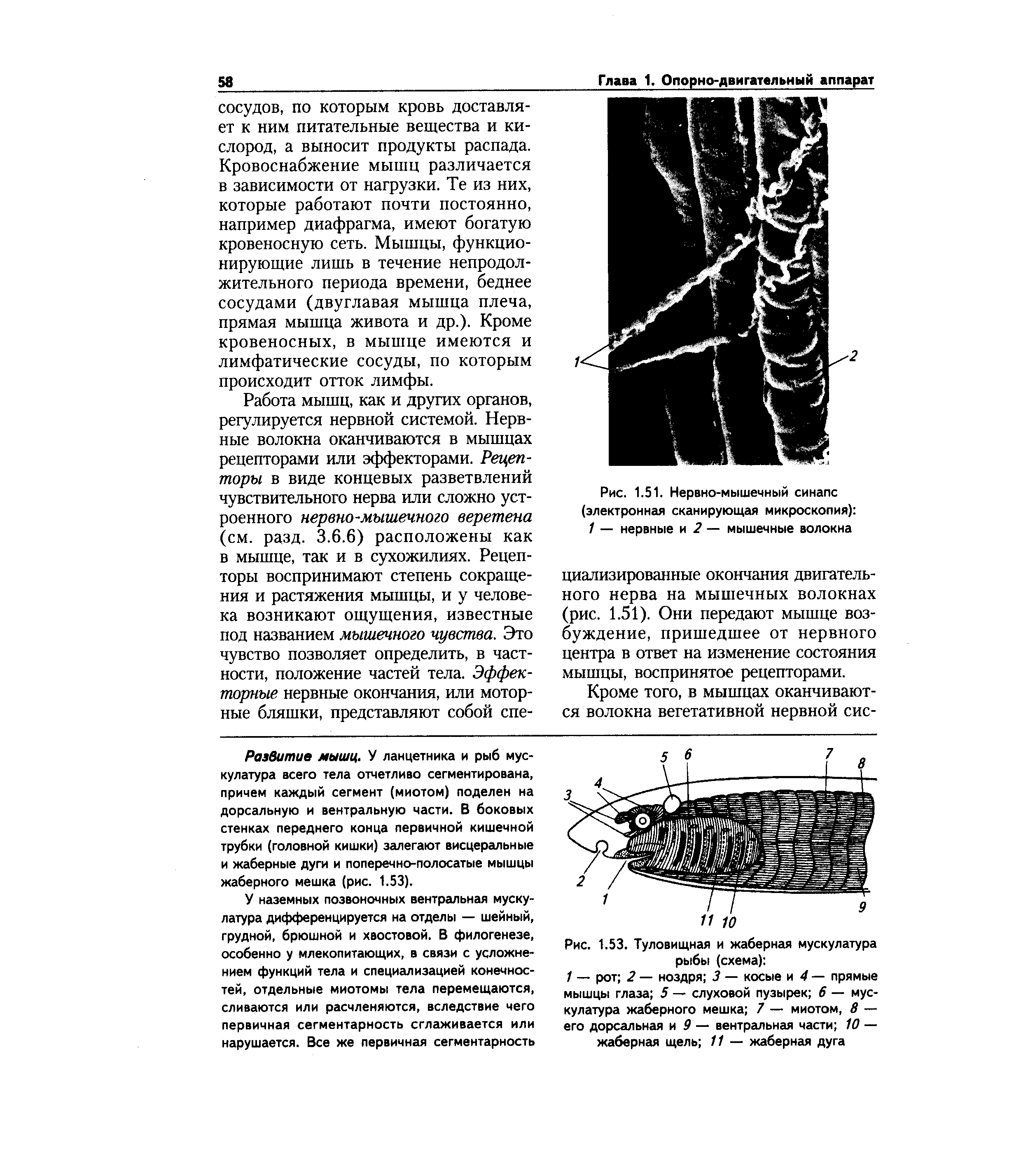 Рис. 1.51. Нервно-мышечный синапс (электронная сканирующая микроскопия) 1 — нервные и 2 — мышечные волокна...