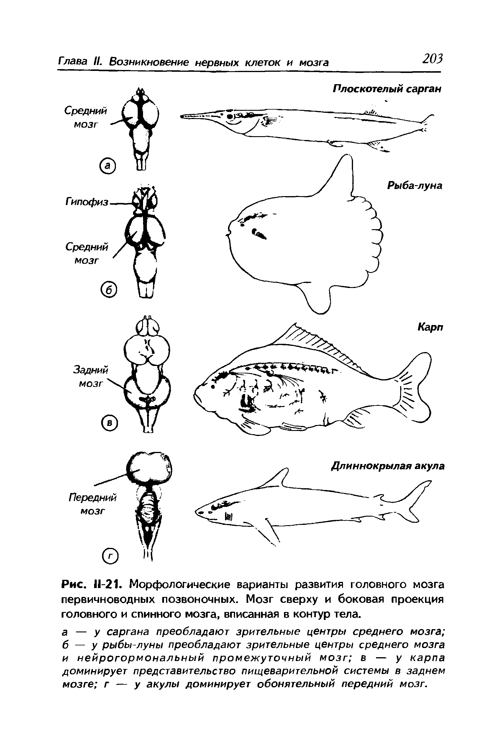 Рис. 11-21. Морфологические варианты развития головного мозга первичноводных позвоночных. Мозг сверху и боковая проекция головного и спинного мозга, вписанная в контур тела.
