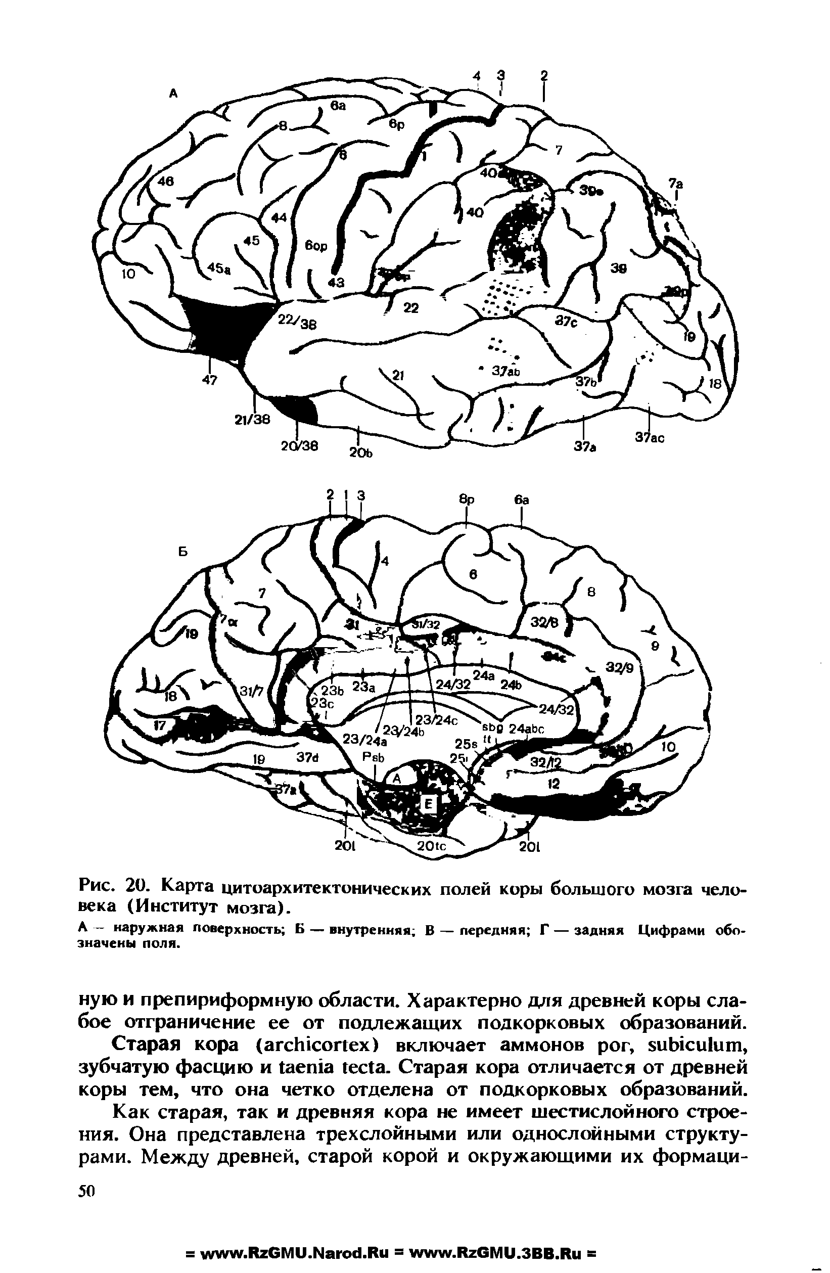 Рис. 20. Карта цитоархитектонических полей коры большого мозга человека (Институт мозга).
