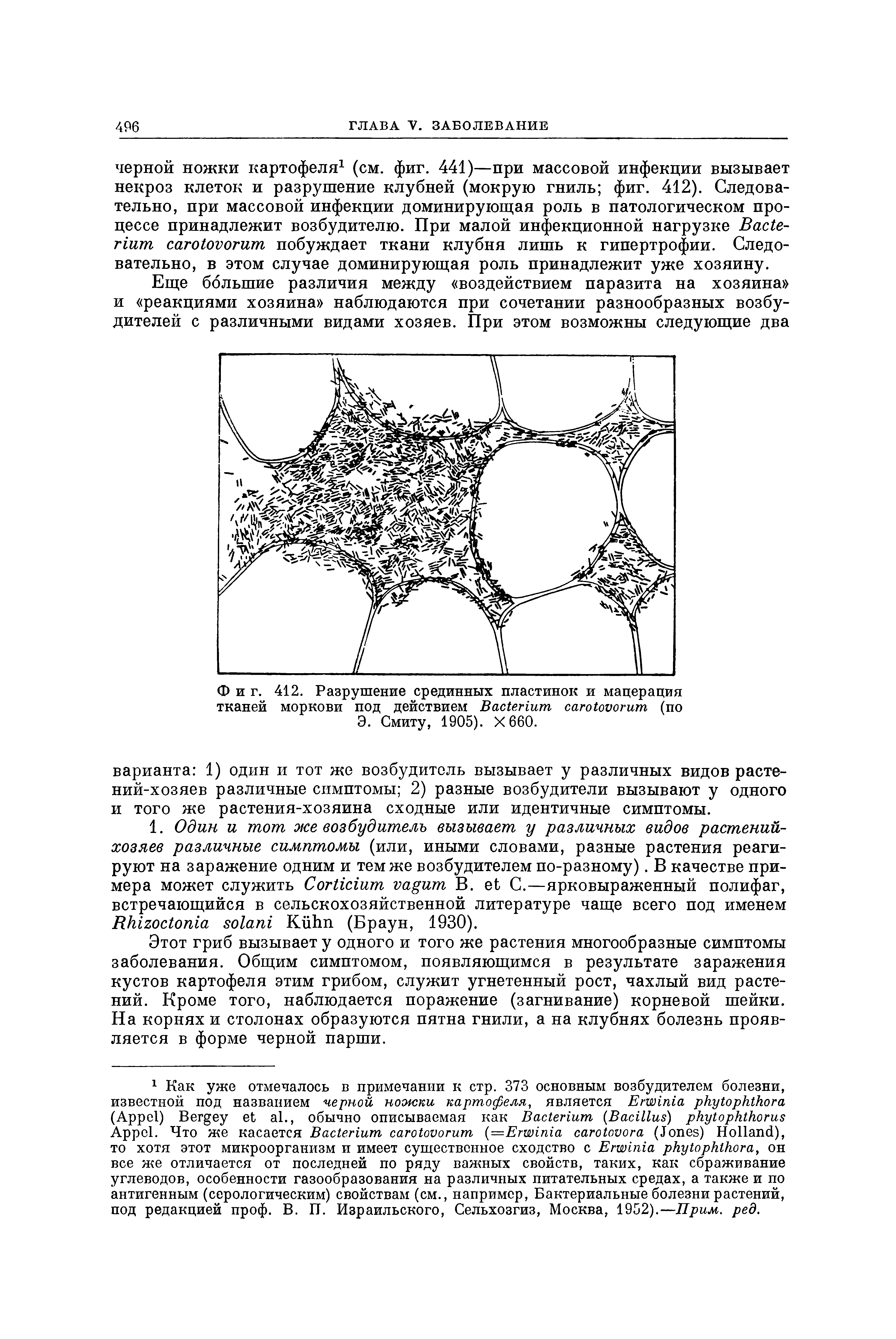 Фиг. 412. Разрушение срединных пластинок и мацерация тканей моркови под действием B (по Э. Смиту, 1905). Х66О.