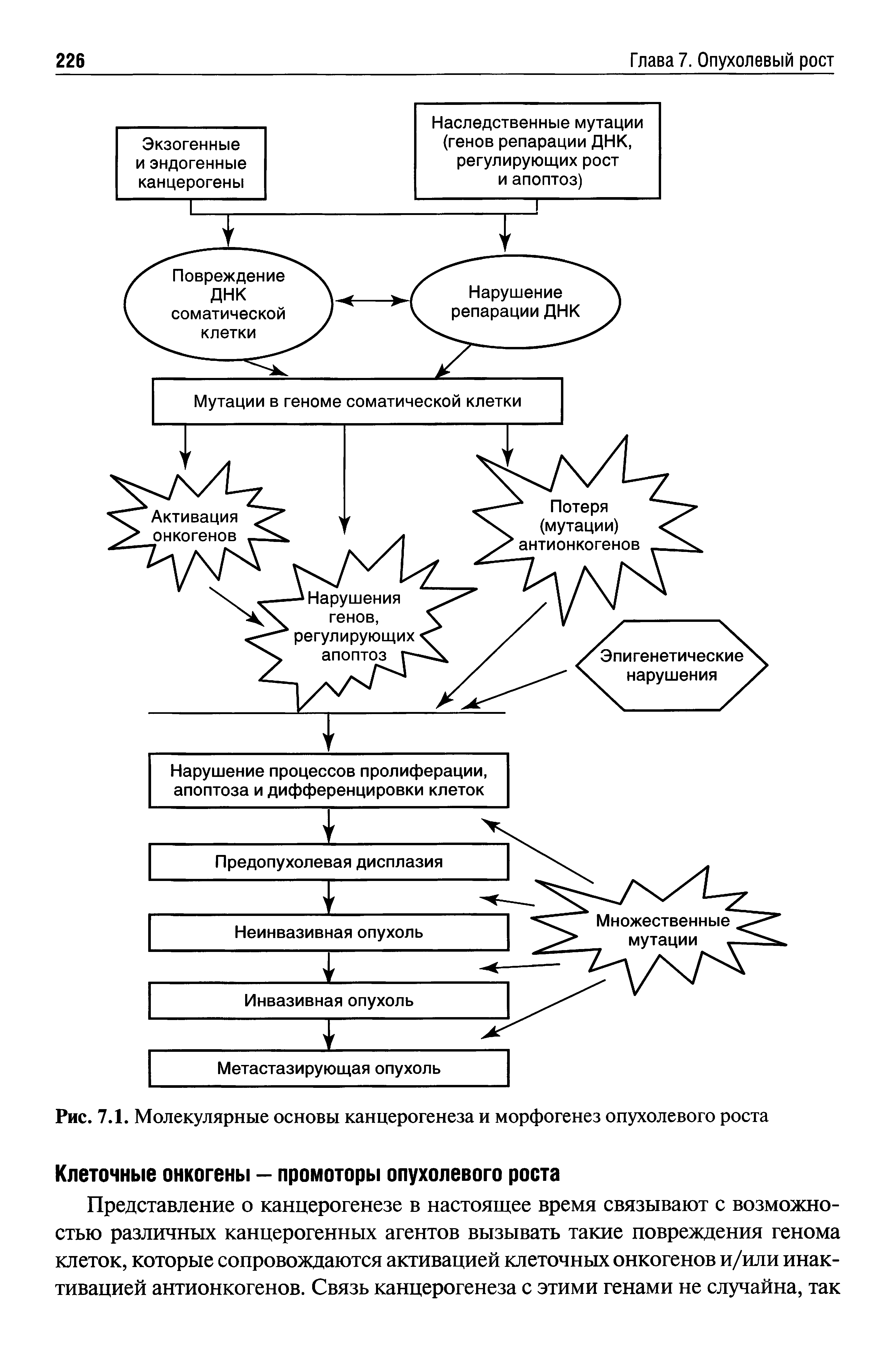 Рис. 7.1. Молекулярные основы канцерогенеза и морфогенез опухолевого роста...