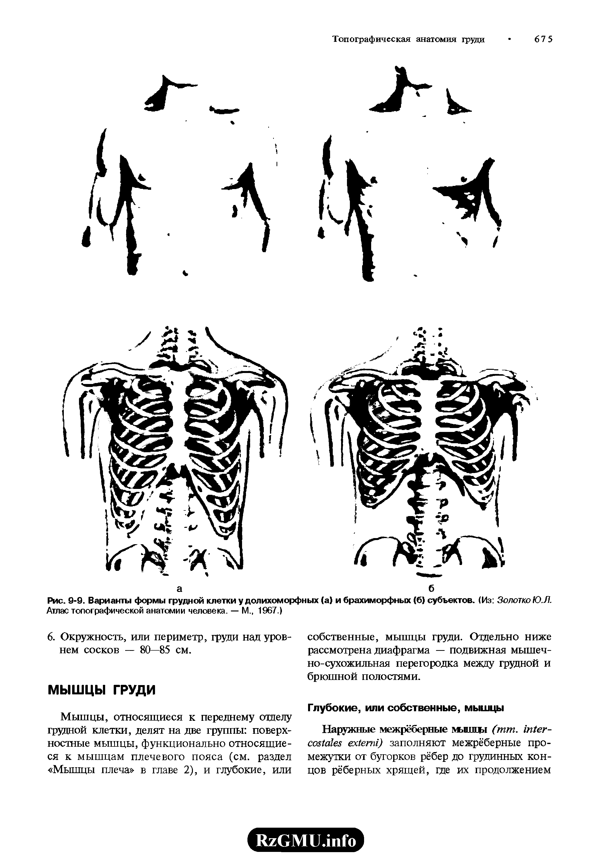 Рис. 9-9. Варианты формы грудной клетки у долихоморфных (а) и брахиморфных (6) субъектов. (Из Золотко Ю.Л. Атлас топографической анатомии человека. — М., 1967.)...