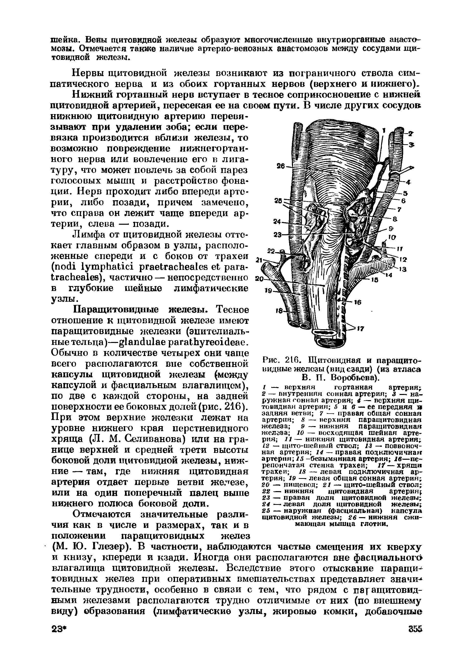 Рис. 216. Щитовидная и паращитовидные железы (вид сзади) (из атласа В. П. Воробьева).