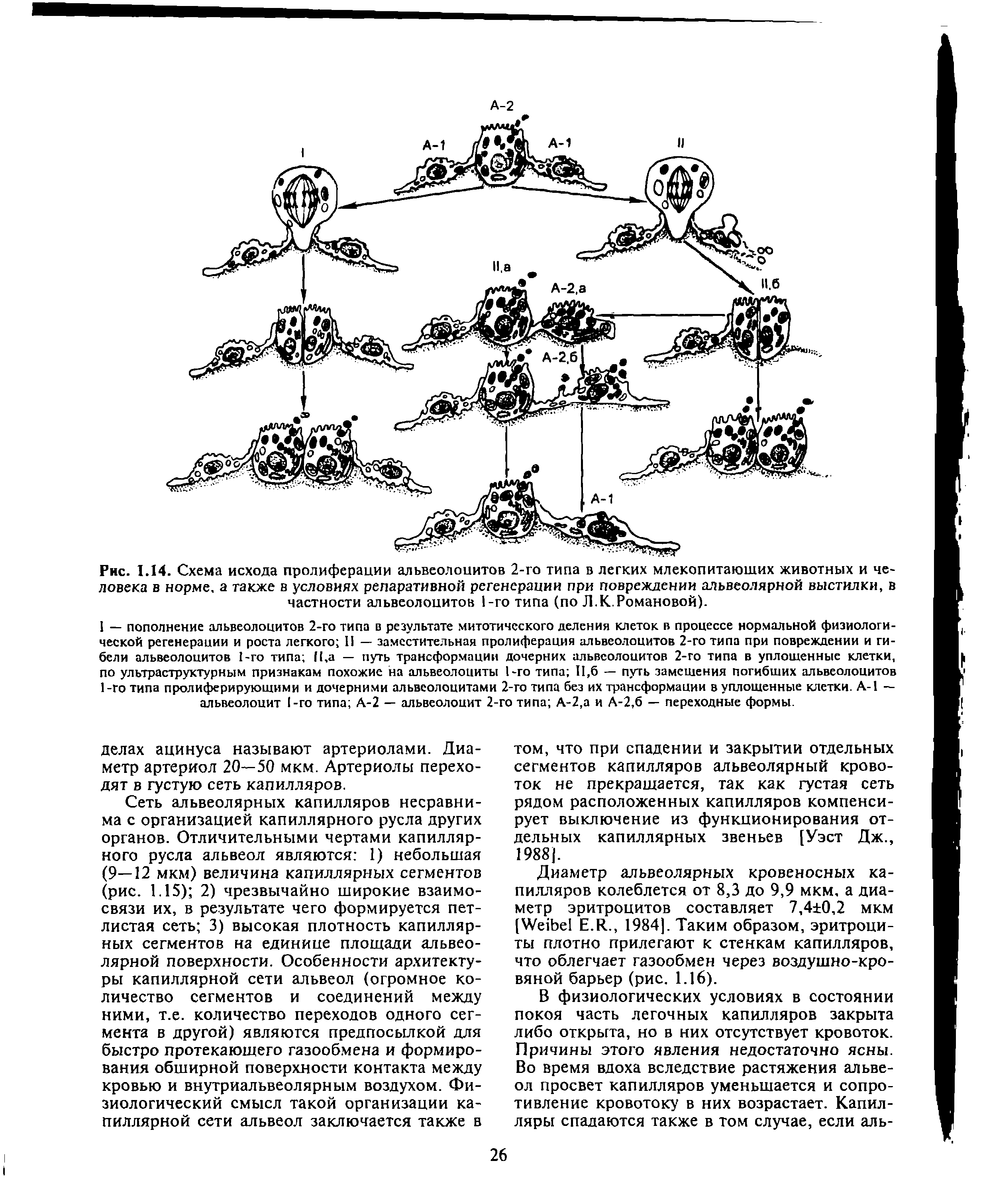 Рис. 1.14. Схема исхода пролиферации альвеолоиитов 2-го типа в легких млекопитающих животных и человека в норме, а также в условиях репаративной регенерации при повреждении альвеолярной выстилки, в частности альвеолоцитов 1-го типа (по Л.К.Романовой).