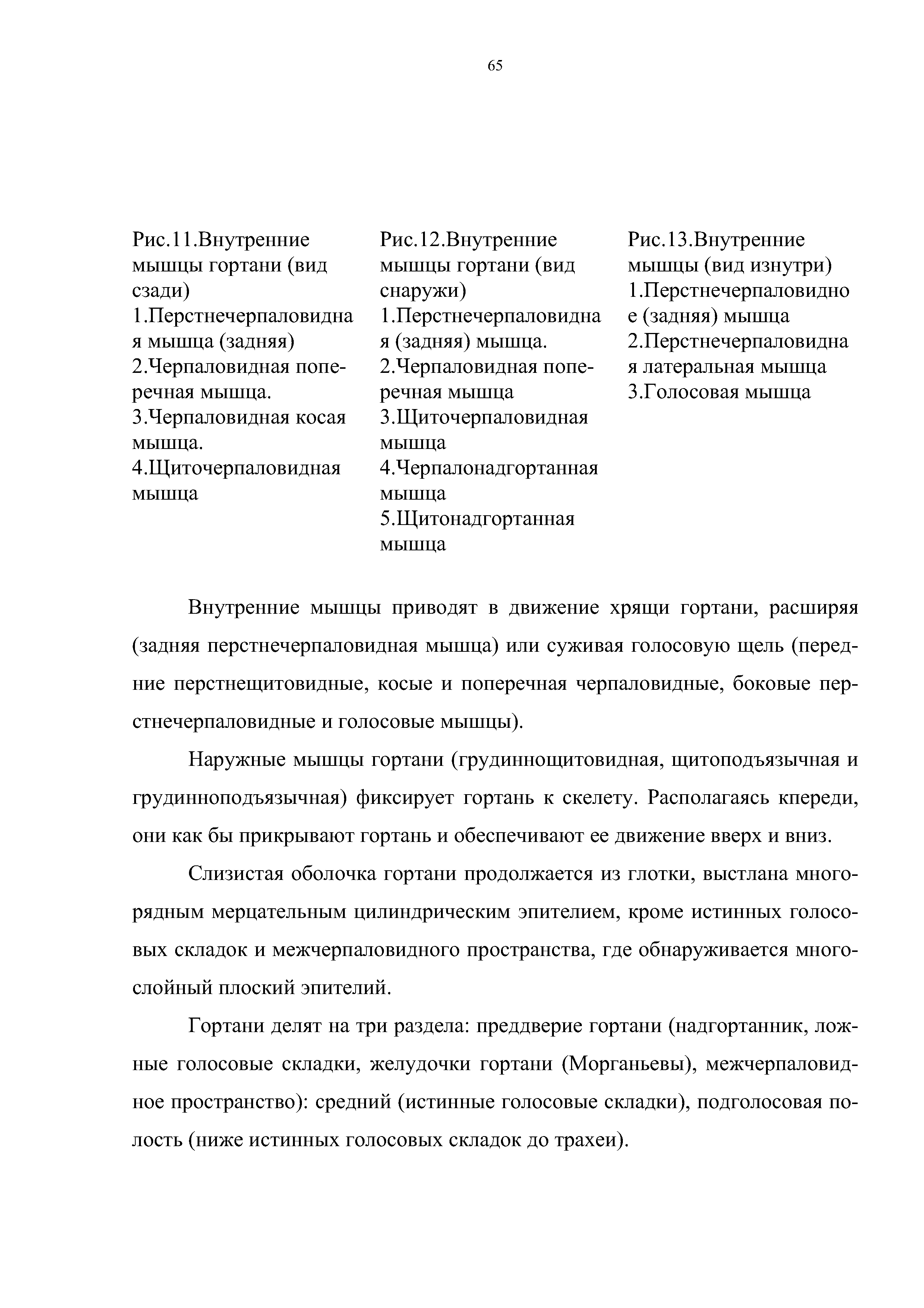 Рис. 13. Внутренние мышцы (вид изнутри) 1. Перстнечерпаловидно е (задняя) мышца...