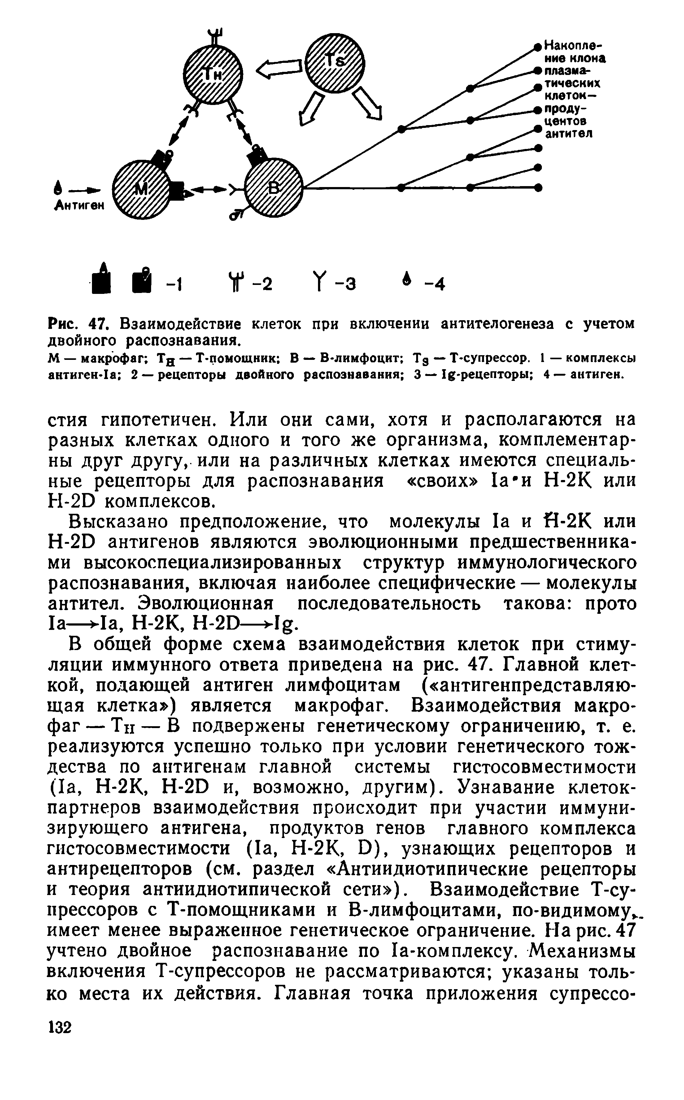 Рис. 47. Взаимодействие клеток при включении антителогенеза с учетом двойного распознавания.