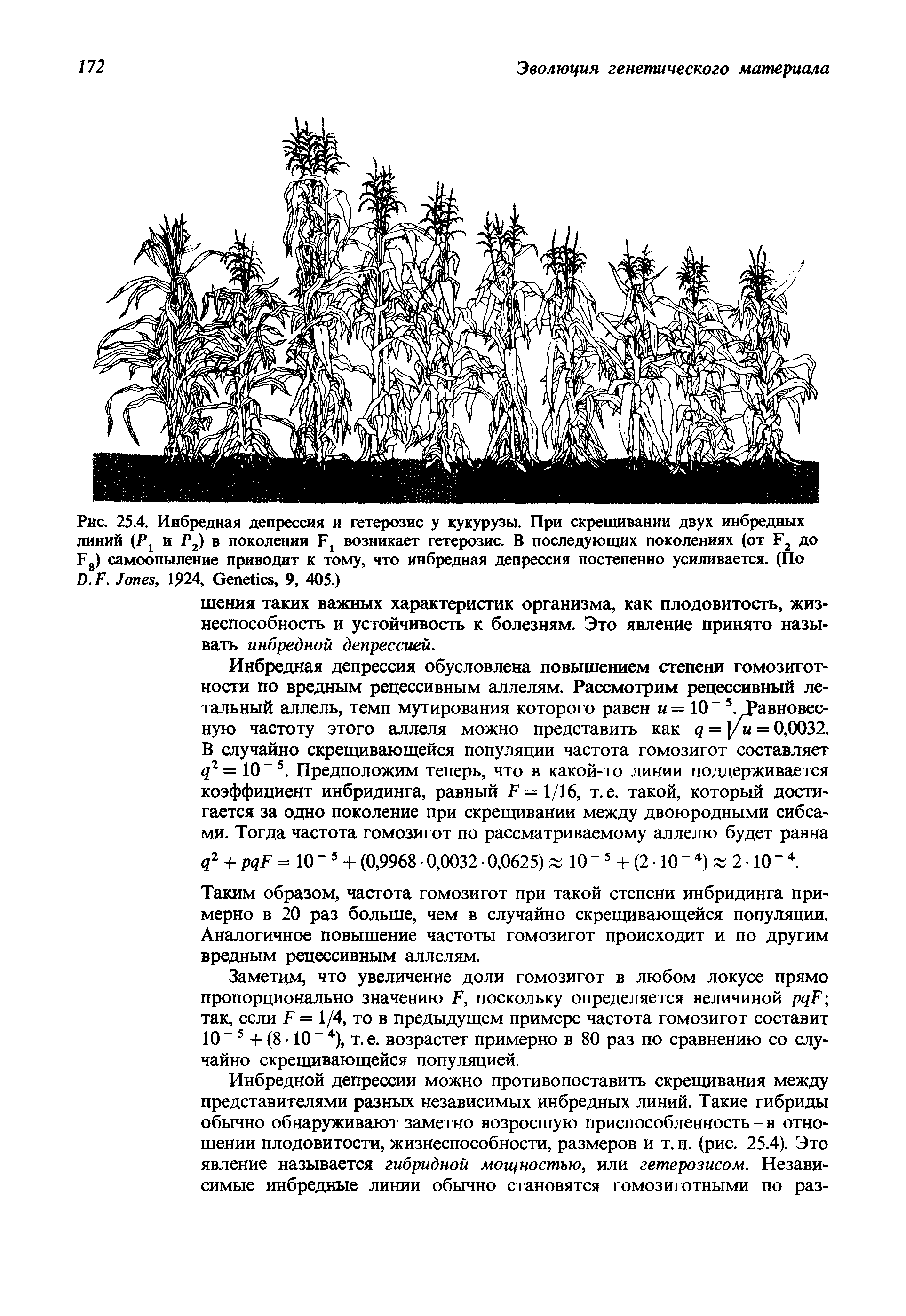 Рис. 25.4. Инбредная депрессия и гетерозис у кукурузы. При скрещивании двух инбредных линий (P и Р2) в поколении F возникает гетерозис. В последующих поколениях (от F2 до F8) самоопыление приводит к тому, что инбредная депрессия постепенно усиливается. (По D.F. J , 1.924, G , 9, 405.)...