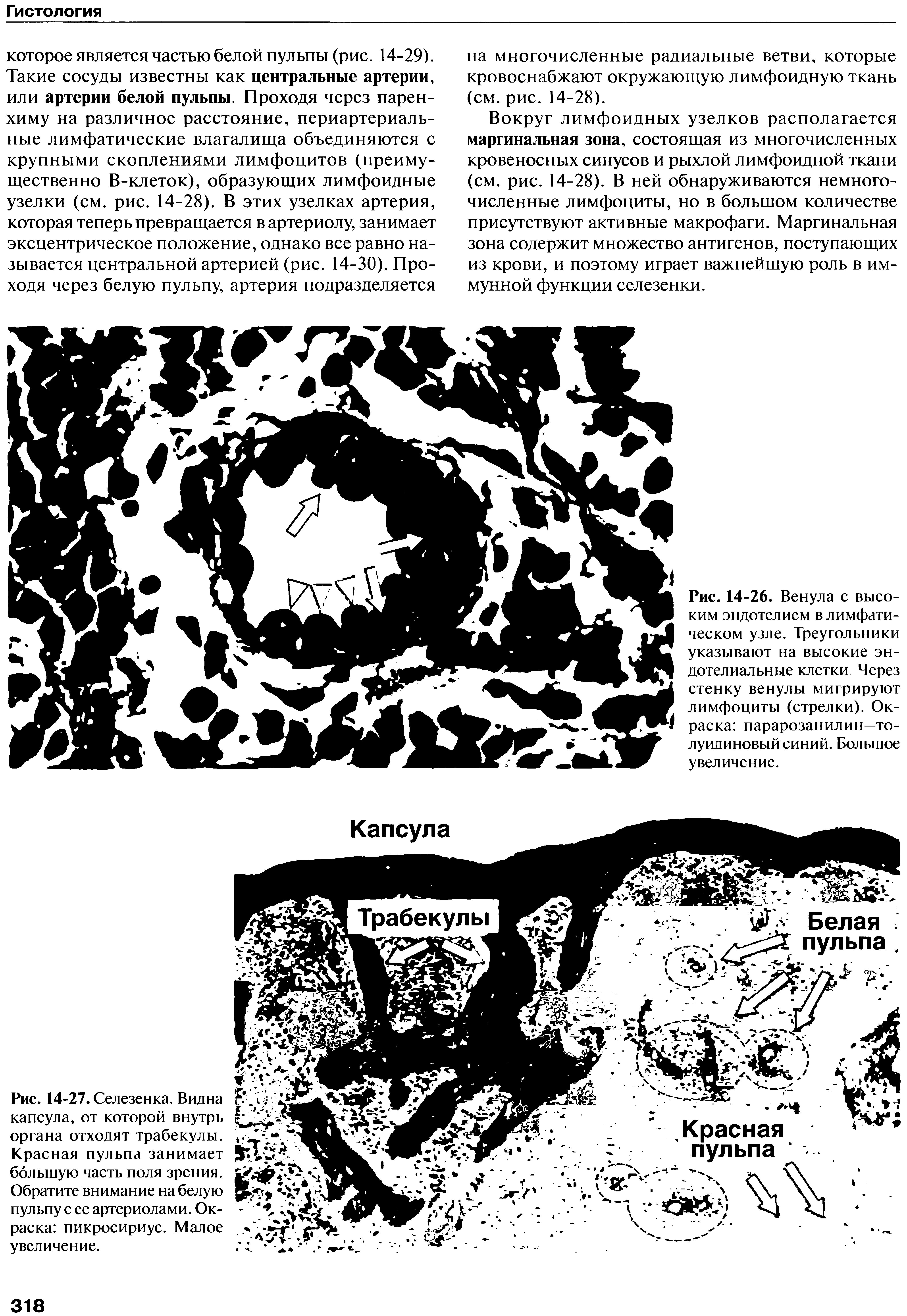 Рис. 14-26. Венула с высоким эндотелием в лимфатическом узле. Треугольники указывают на высокие эндотелиальные клетки Через стенку венулы мигрируют лимфоциты (стрелки). Окраска парарозанилин—толуидиновый синий. Большое увеличение.