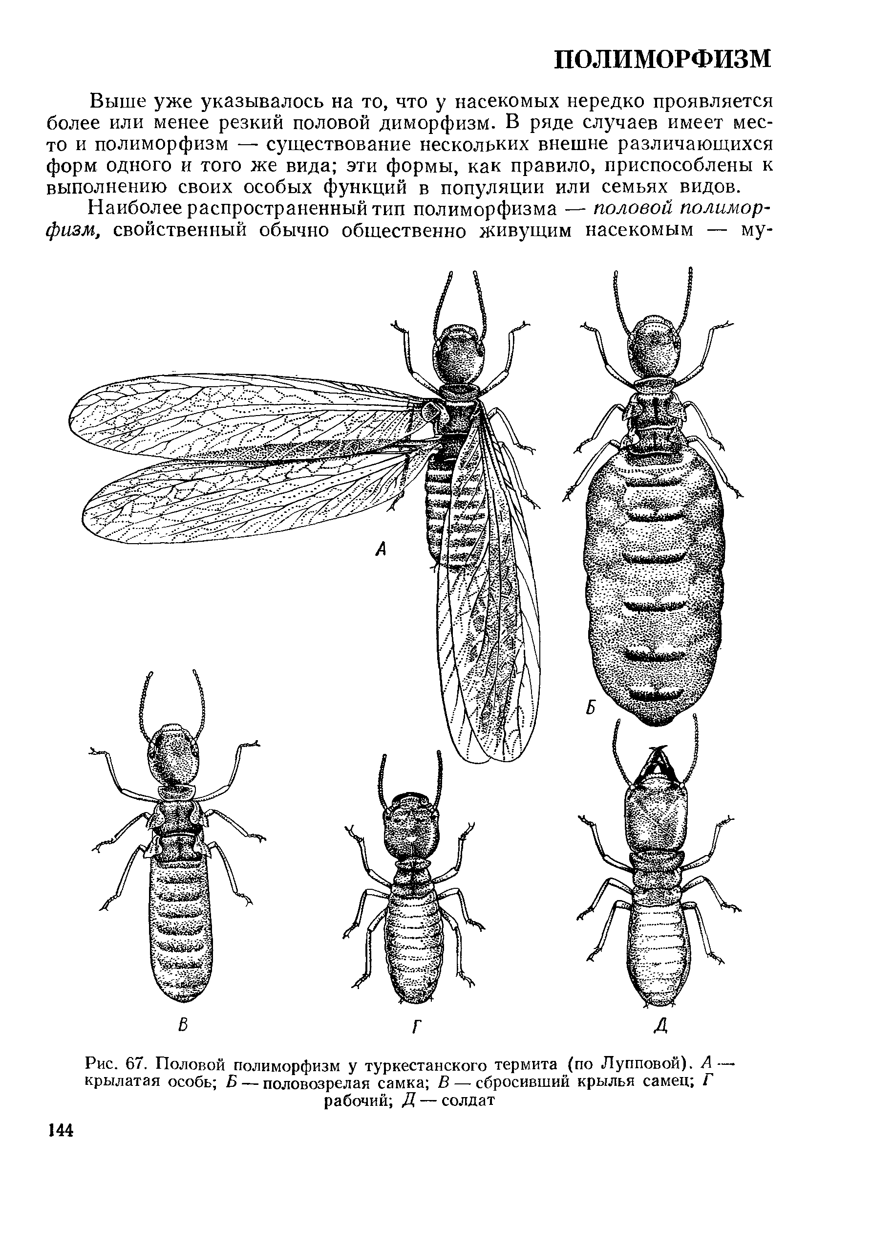 Рис. 67. Половой полиморфизм у туркестанского термита (по Лупповой). А— крылатая особь Б — половозрелая самка В — сбросивший крылья самец I рабочий Д — солдат...