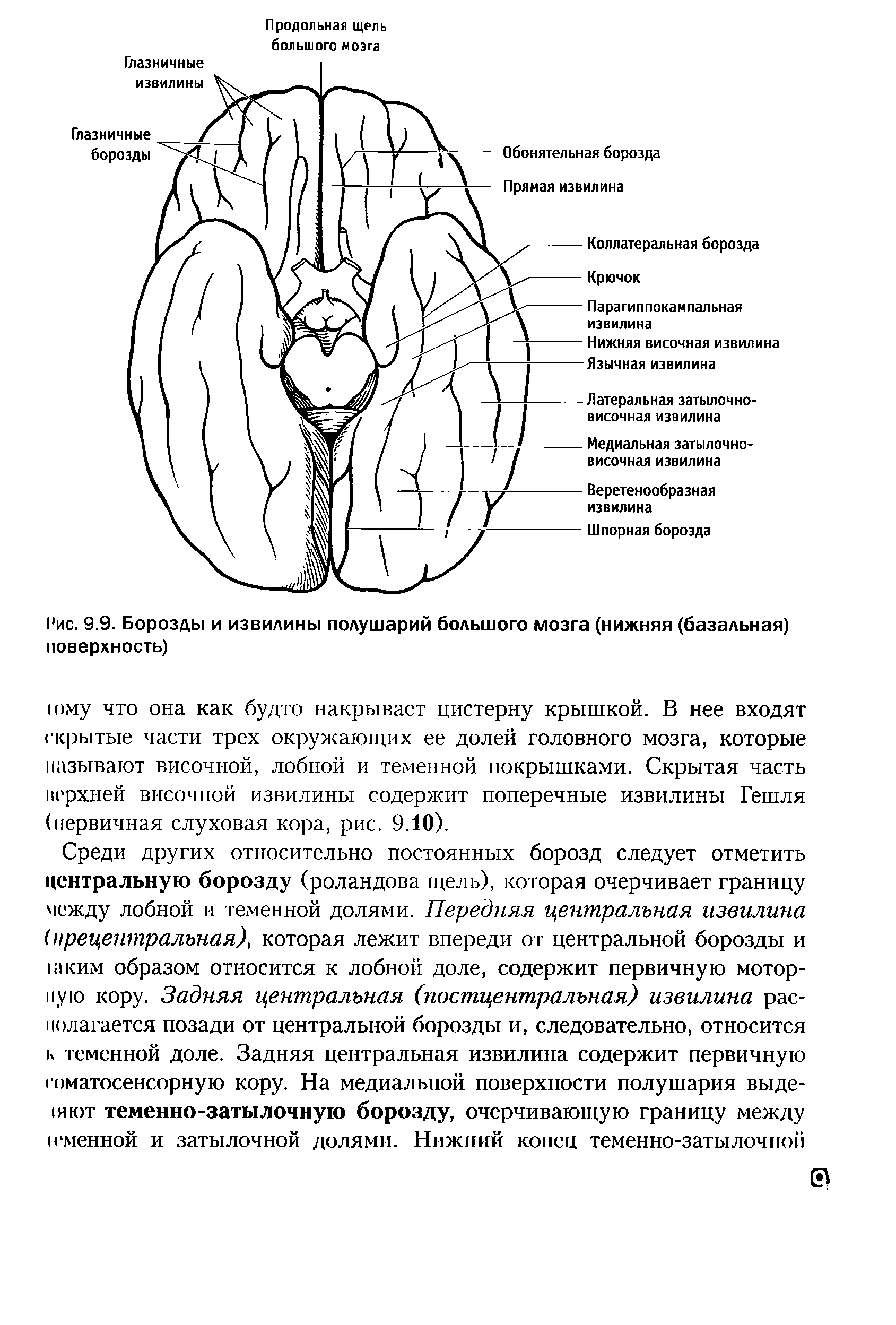 Рис. 9.9. Борозды и извилины полушарий большого мозга (нижняя (базальная) поверхность)...