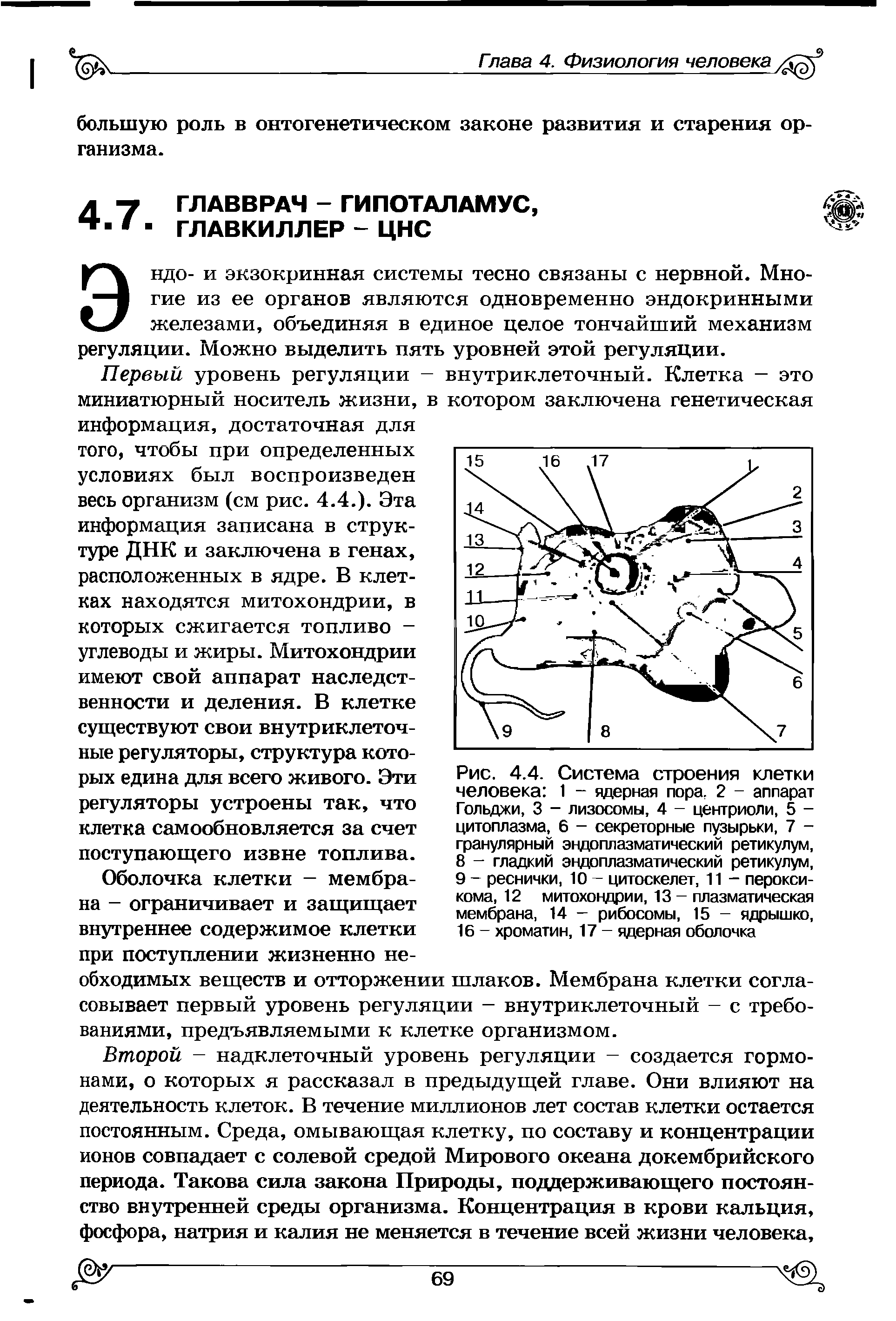 Рис. 4.4. Система строения клетки человека 1 - ядерная пора. 2 - аппарат Гольджи, 3 - лизосомы, 4 - центриоли, 5 -цитоплазма, 6 - секреторные пузырьки, 7 -гранулярный эндоплазматический ретикулум,...