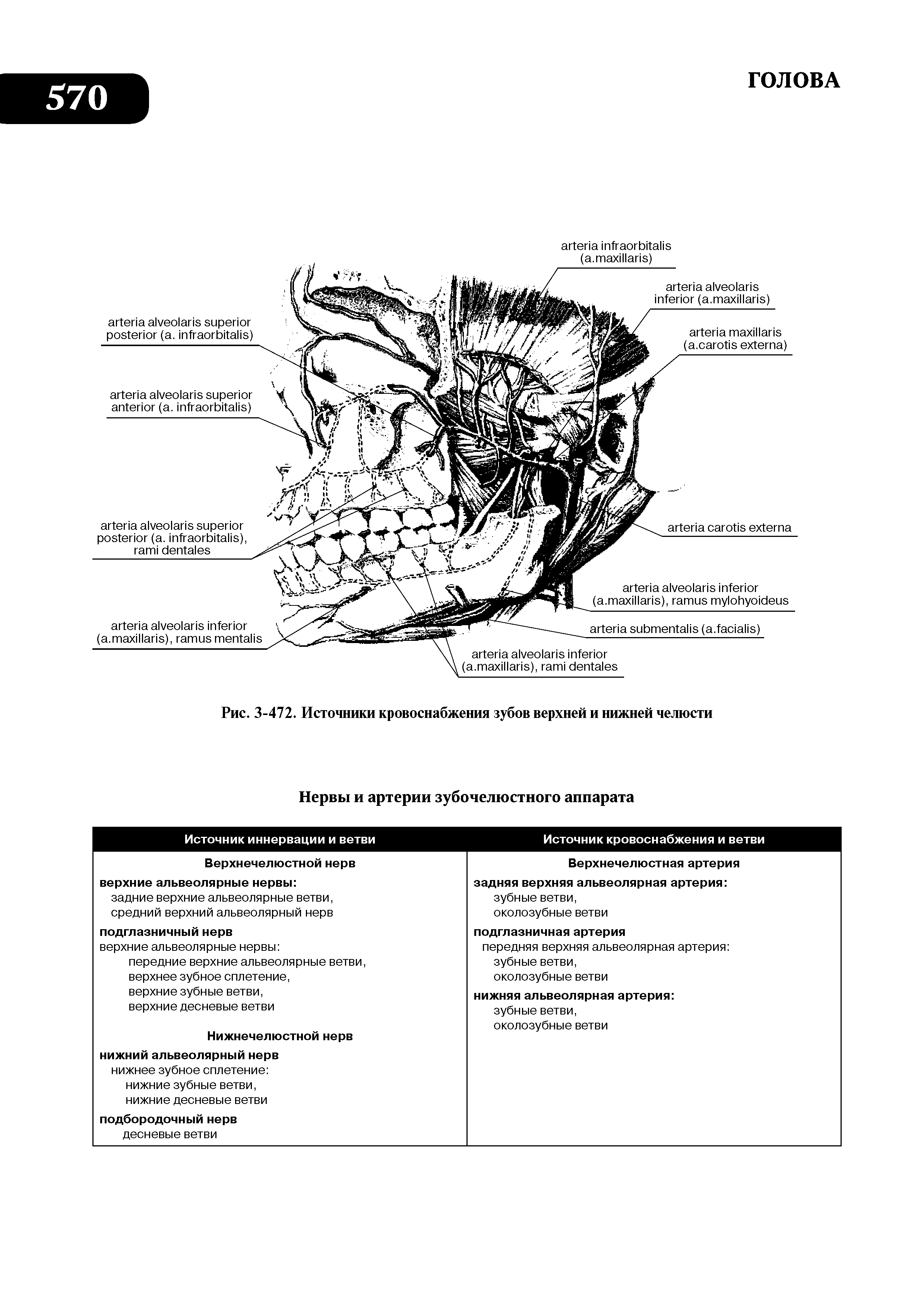 Рис. 3-472. Источники кровоснабжения зубов верхней и нижней челюсти...