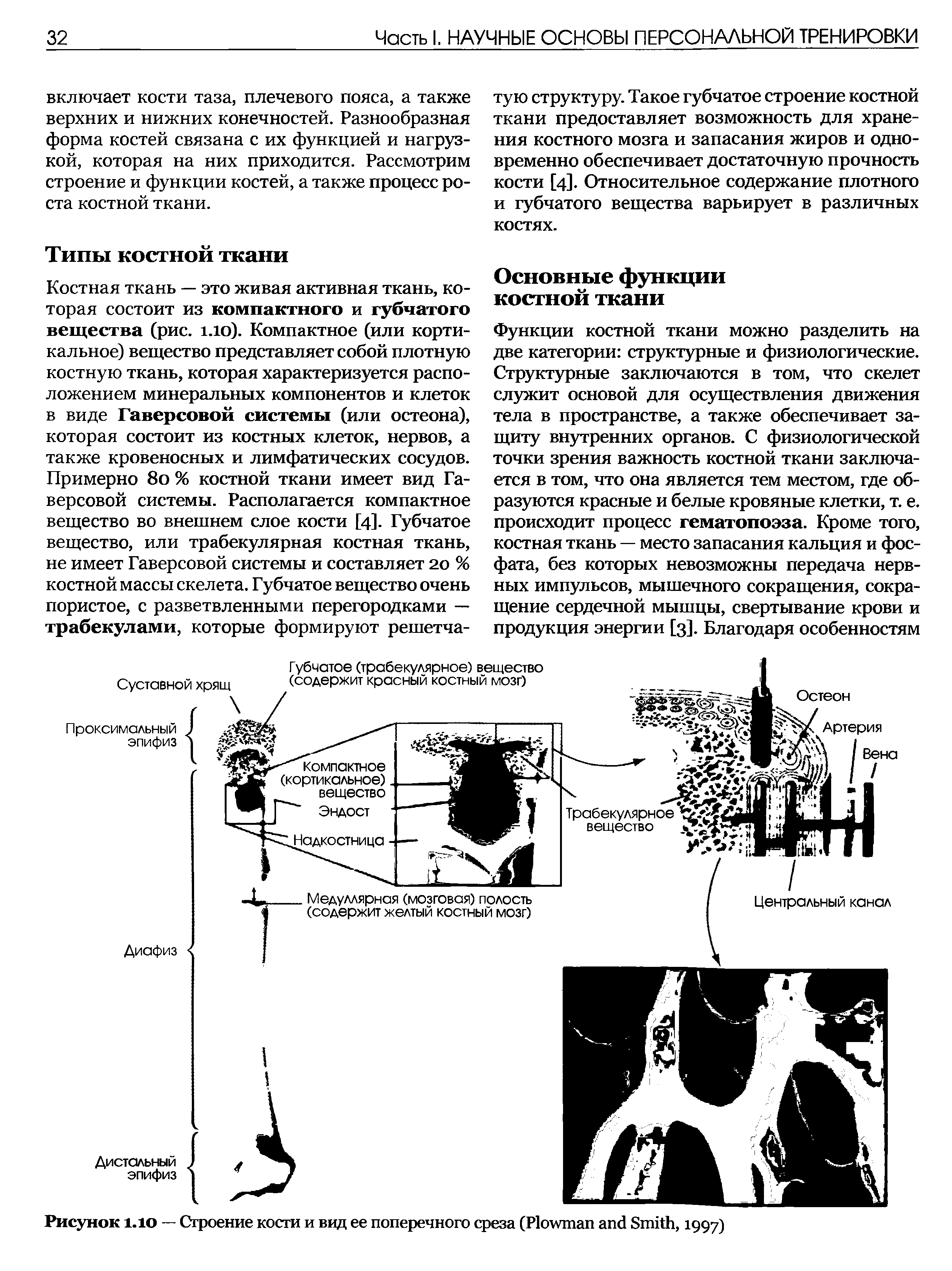 Рисунок 1.10 — Строение кости и вид ее поперечного среза (P S , 1997)...
