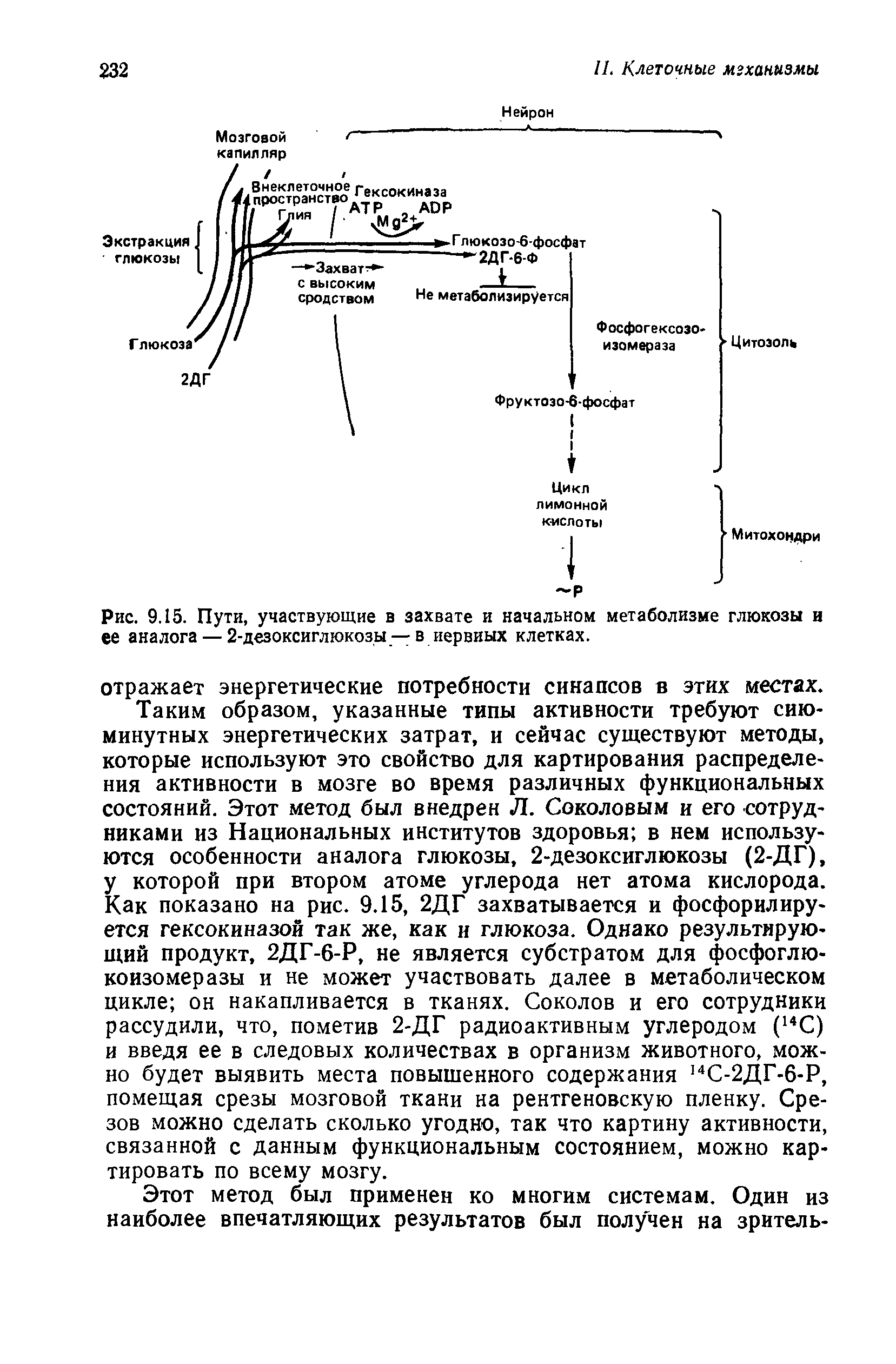 Рис. 9.15. Пути, участвующие в захвате и начальном метаболизме глюкозы и ее аналога — 2-дезоксиглюкозы — в нервных клетках.