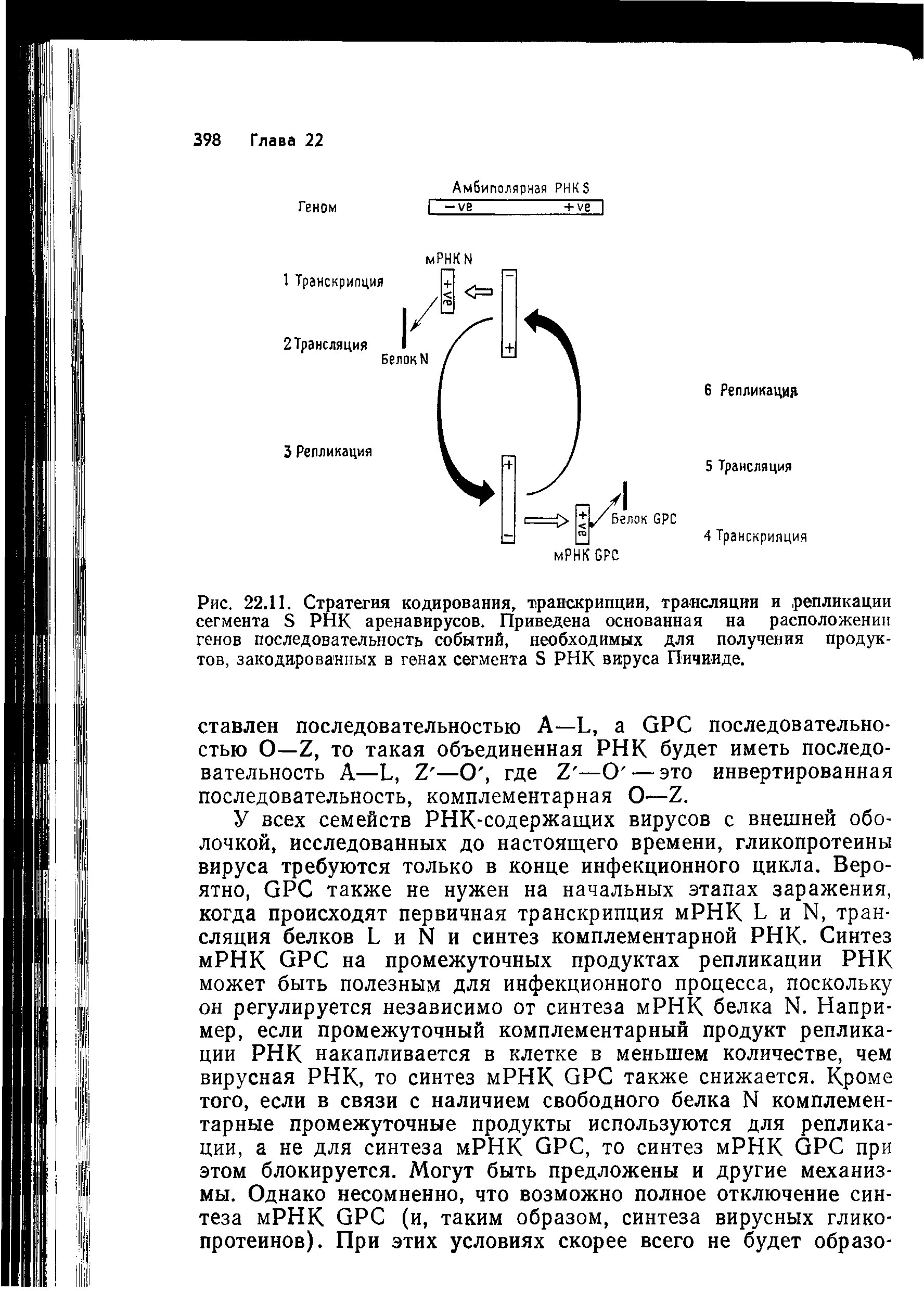 Рис. 22.11. Стратегия кодирования, транскрипции, трансляции и репликации сегмента РНК аренавирусов. Приведена основанная на расположении генов последовательность событий, необходимых для получения продуктов, закодированных в генах сегмента Б РНК вируса Пичииде.