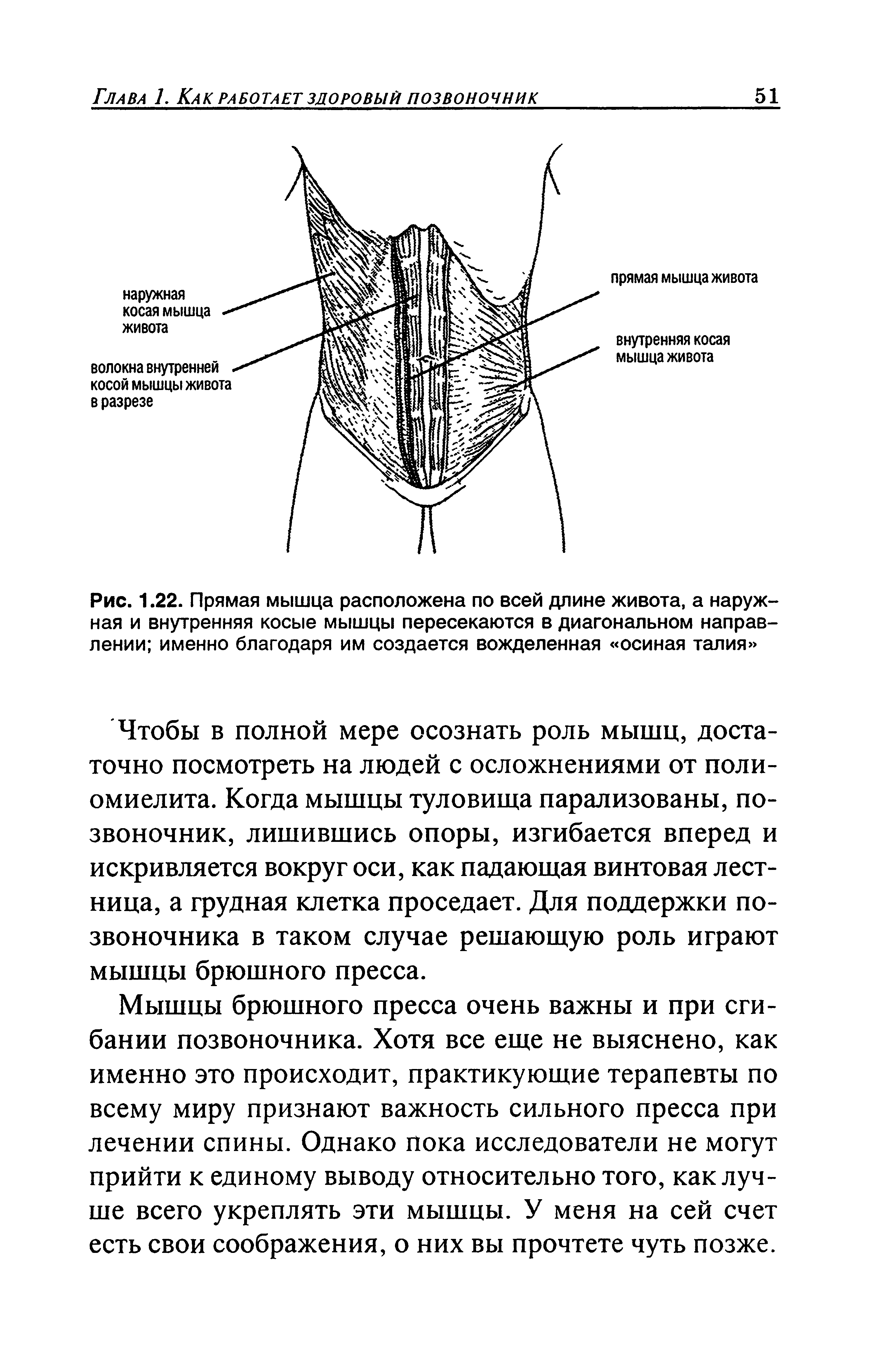 Рис. 1.22. Прямая мышца расположена по всей длине живота, а наружная и внутренняя косые мышцы пересекаются в диагональном направлении именно благодаря им создается вожделенная осиная талия ...