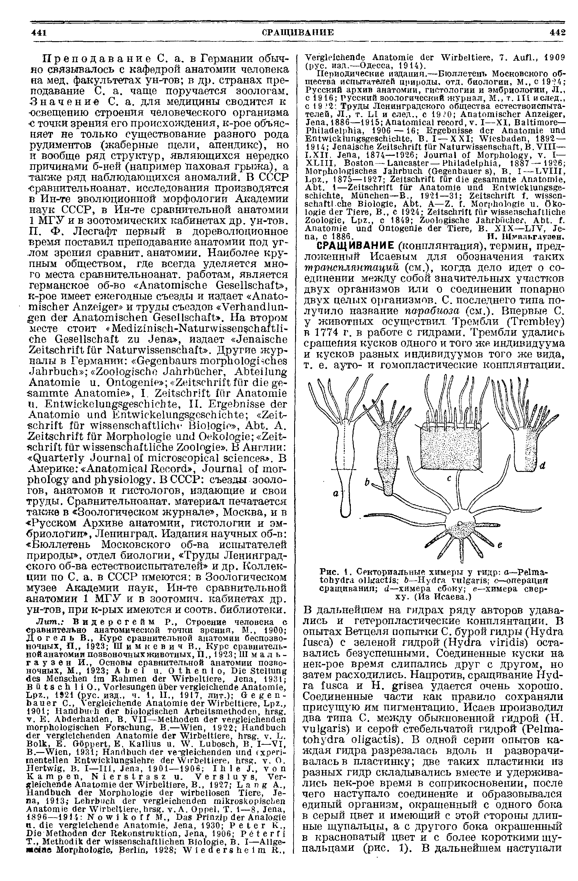 Рис. 1. Секториальные химеры у гидр —P - 6—H —операция сращивания —химера сбоку —химера сверху. (Из Исаева.)...